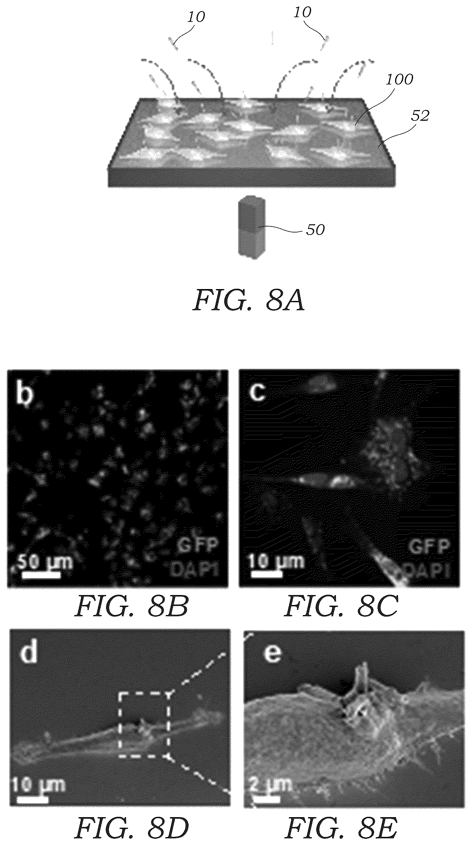 Patent US12359220 Figure 8 – Guided magnetic nanostructures for targeted and high-throughput intracellular delivery