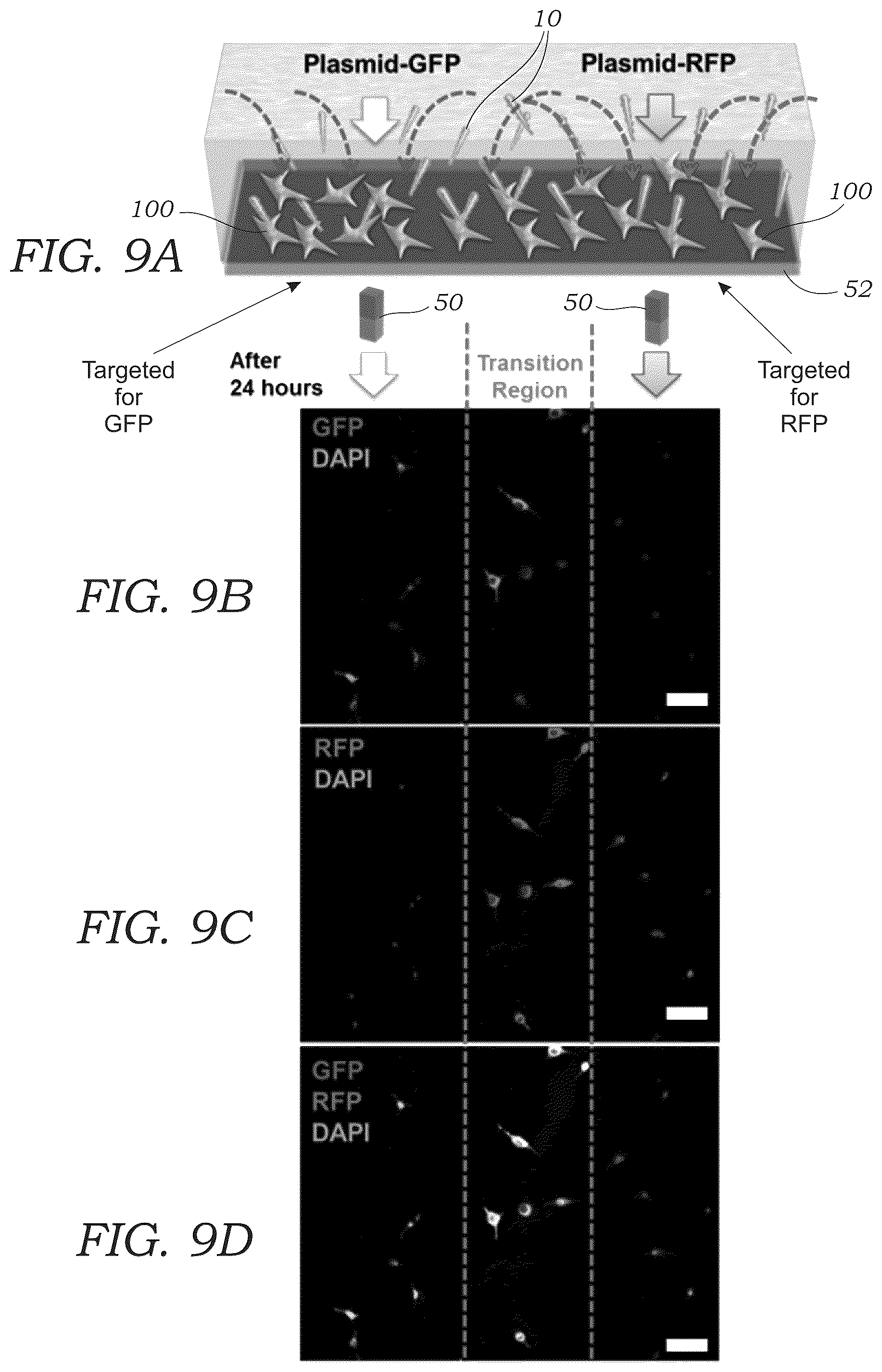 Patent US12359220 Figure 10 – Guided magnetic nanostructures for targeted and high-throughput intracellular delivery