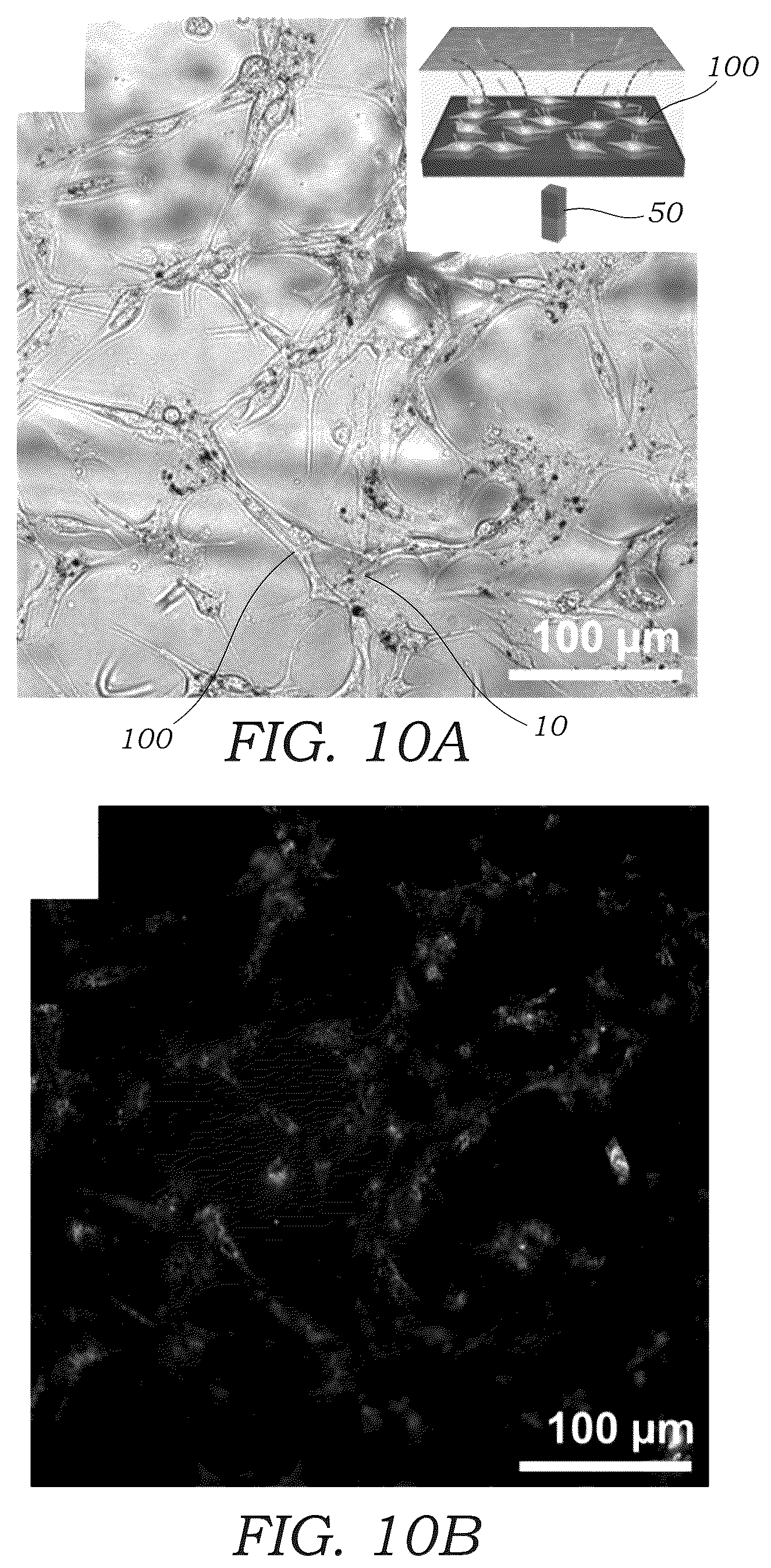 Patent US12359220 Figure 11 – Guided magnetic nanostructures for targeted and high-throughput intracellular delivery