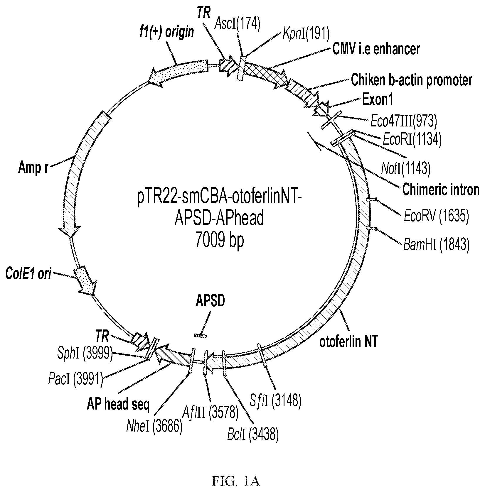 Patent US12359221 Figure 1 – Compositions and methods for expressing otoferlin