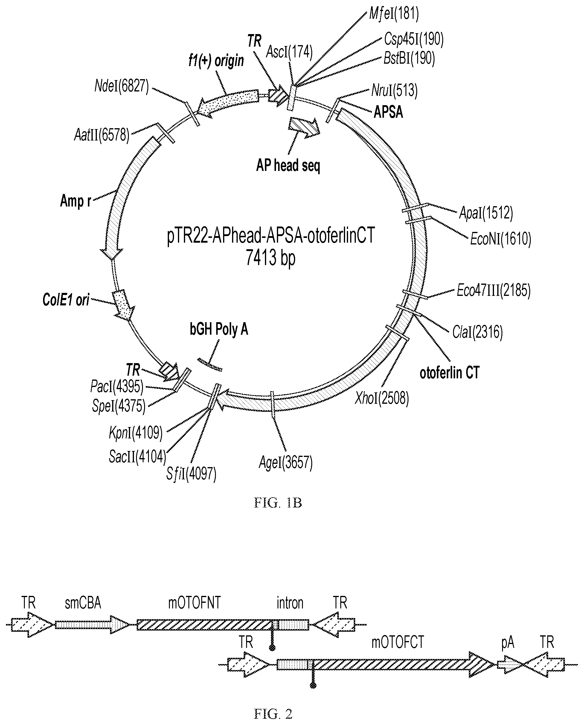 Patent US12359221 Figure 2 – Compositions and methods for expressing otoferlin