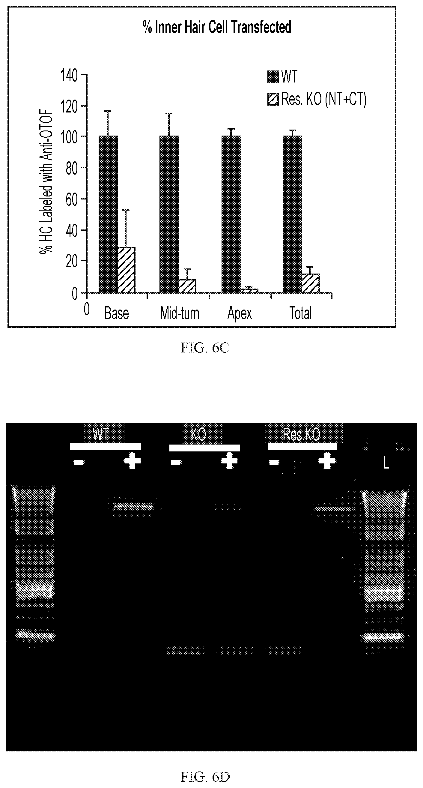 Patent US12359221 Figure 12 – Compositions and methods for expressing otoferlin