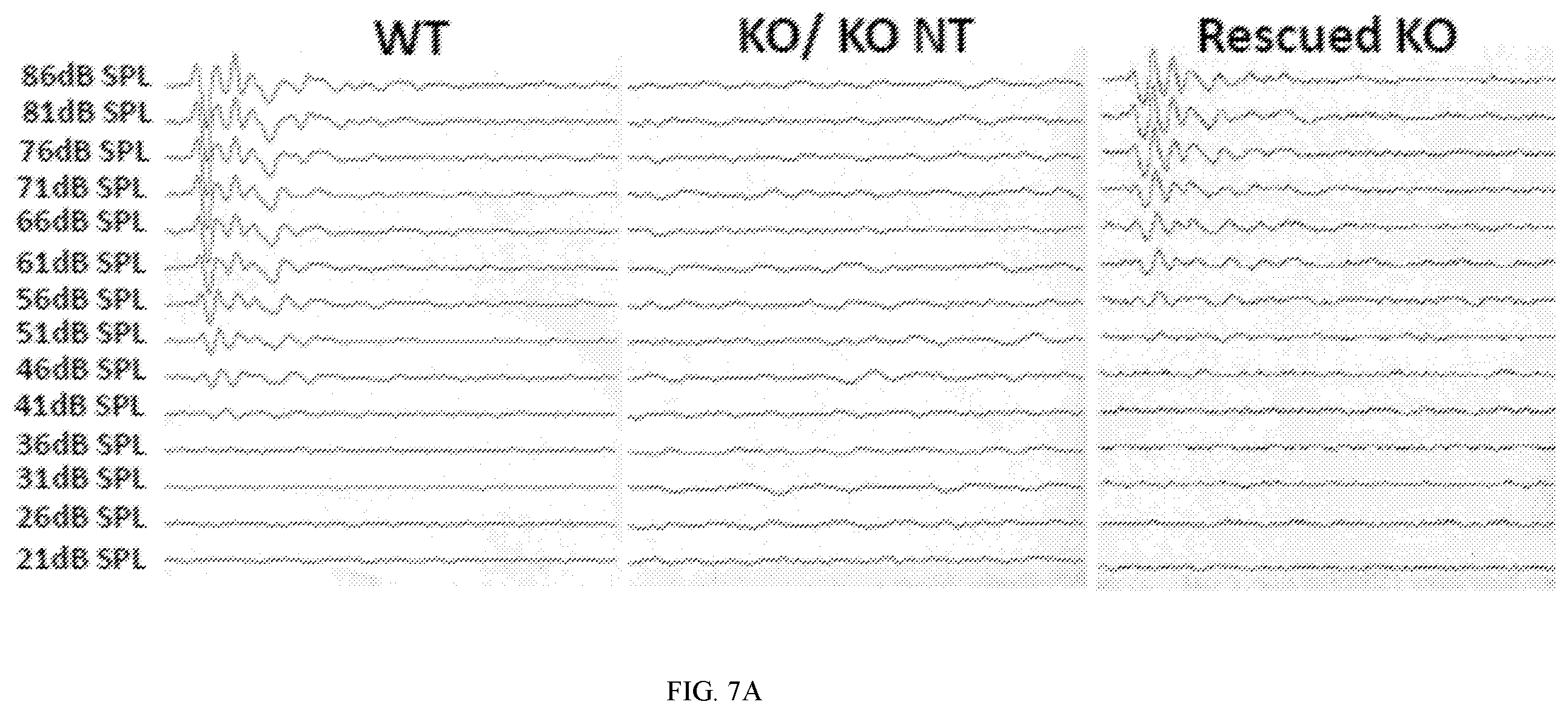 Patent US12359221 Figure 13 – Compositions and methods for expressing otoferlin