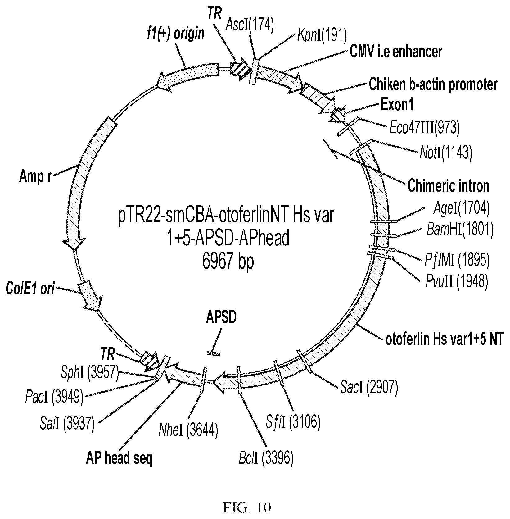 Patent US12359221 Figure 19 – Compositions and methods for expressing otoferlin