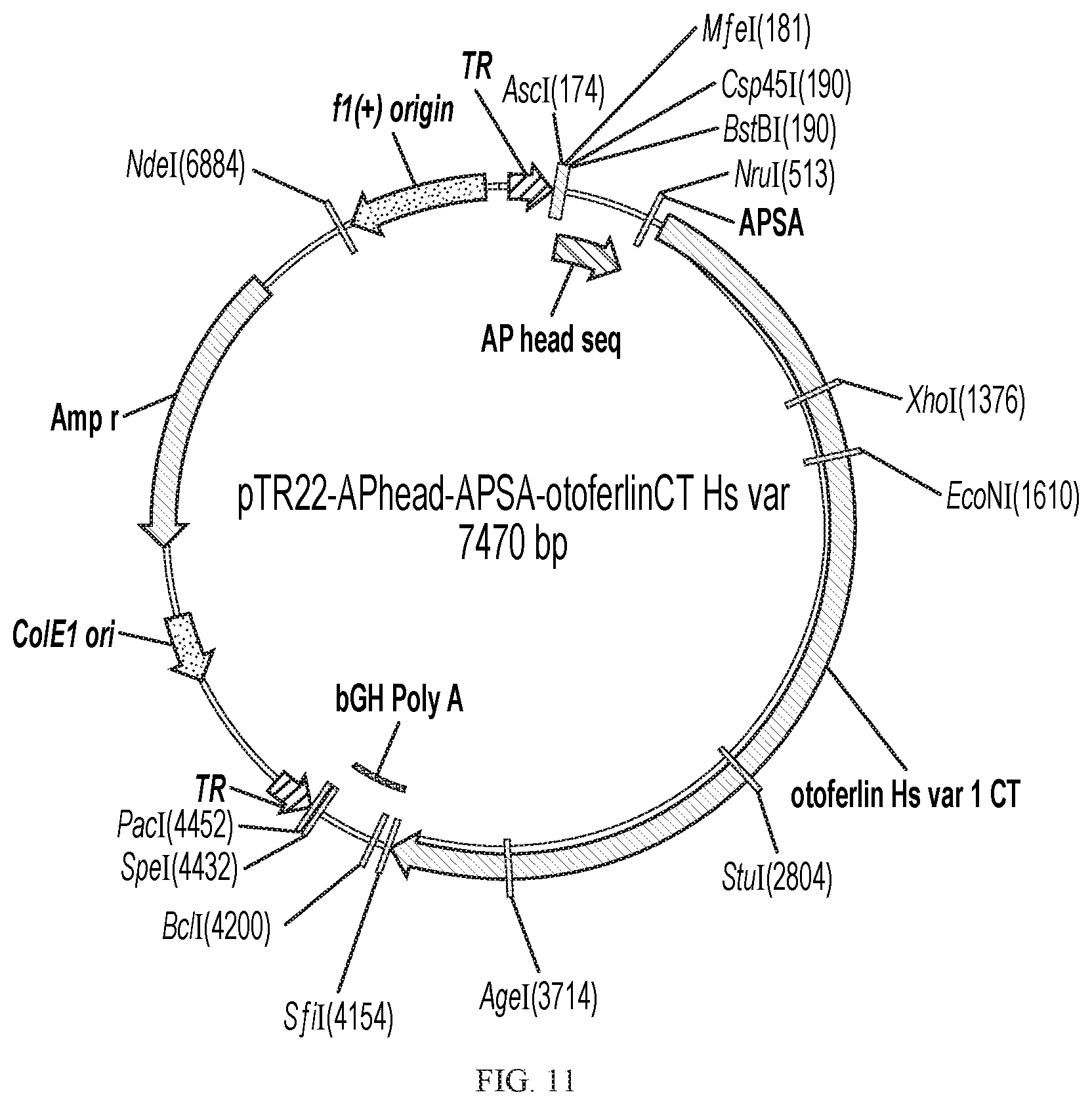 Patent US12359221 Figure 20 – Compositions and methods for expressing otoferlin