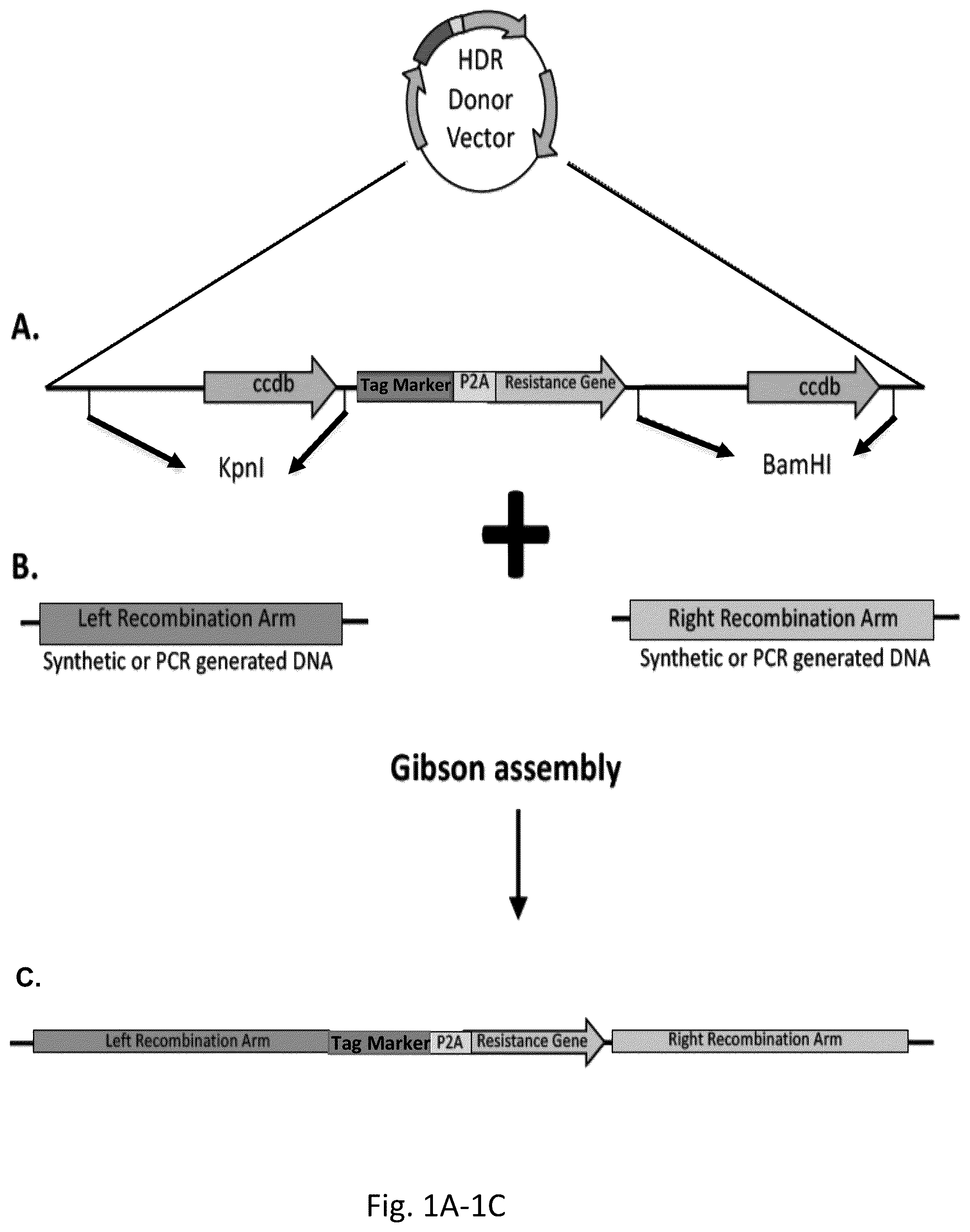 Patent US12359222 Figure 1 – DNA plasmids for the fast generation of homologous recombination vectors for cell line development