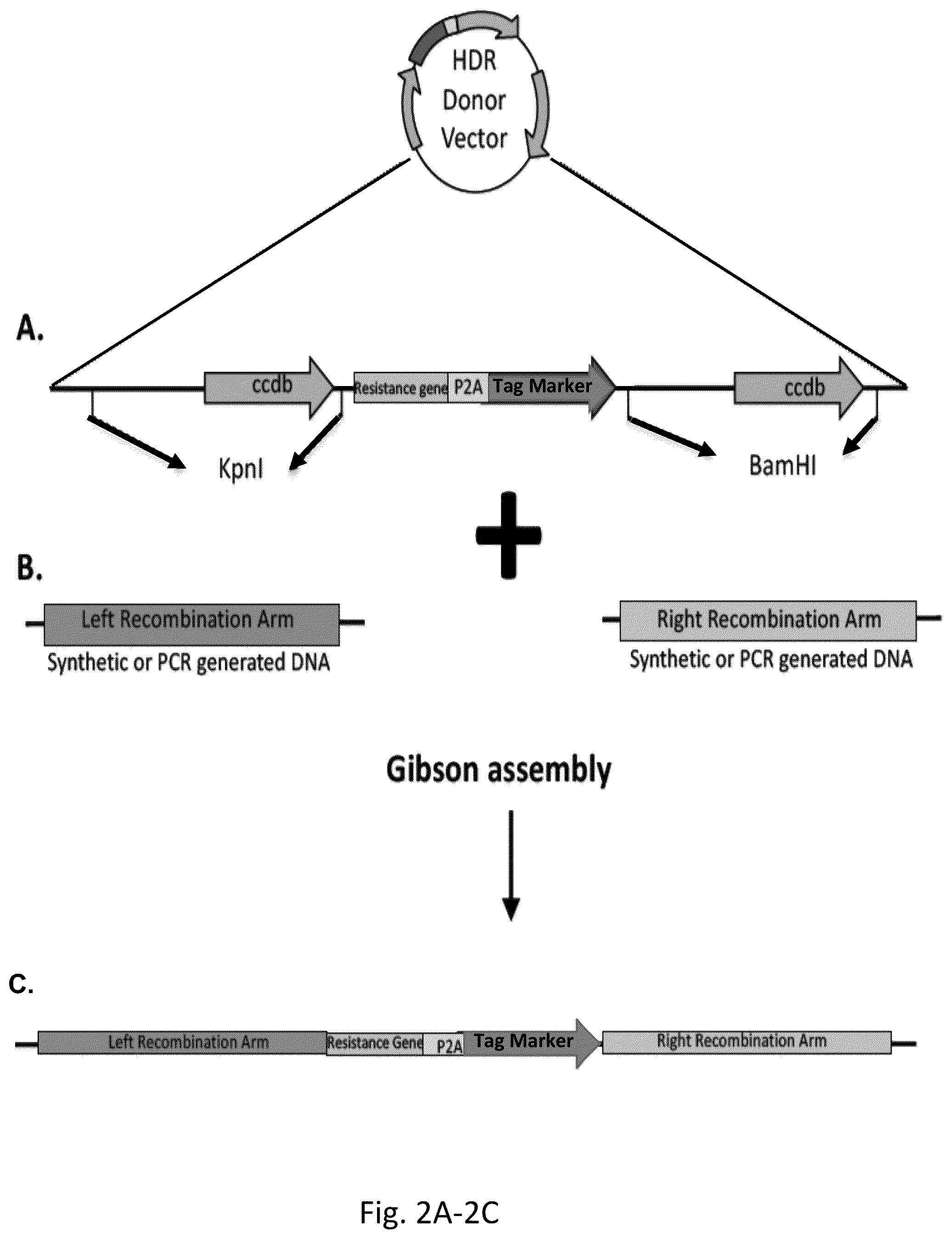 Patent US12359222 Figure 2 – DNA plasmids for the fast generation of homologous recombination vectors for cell line development