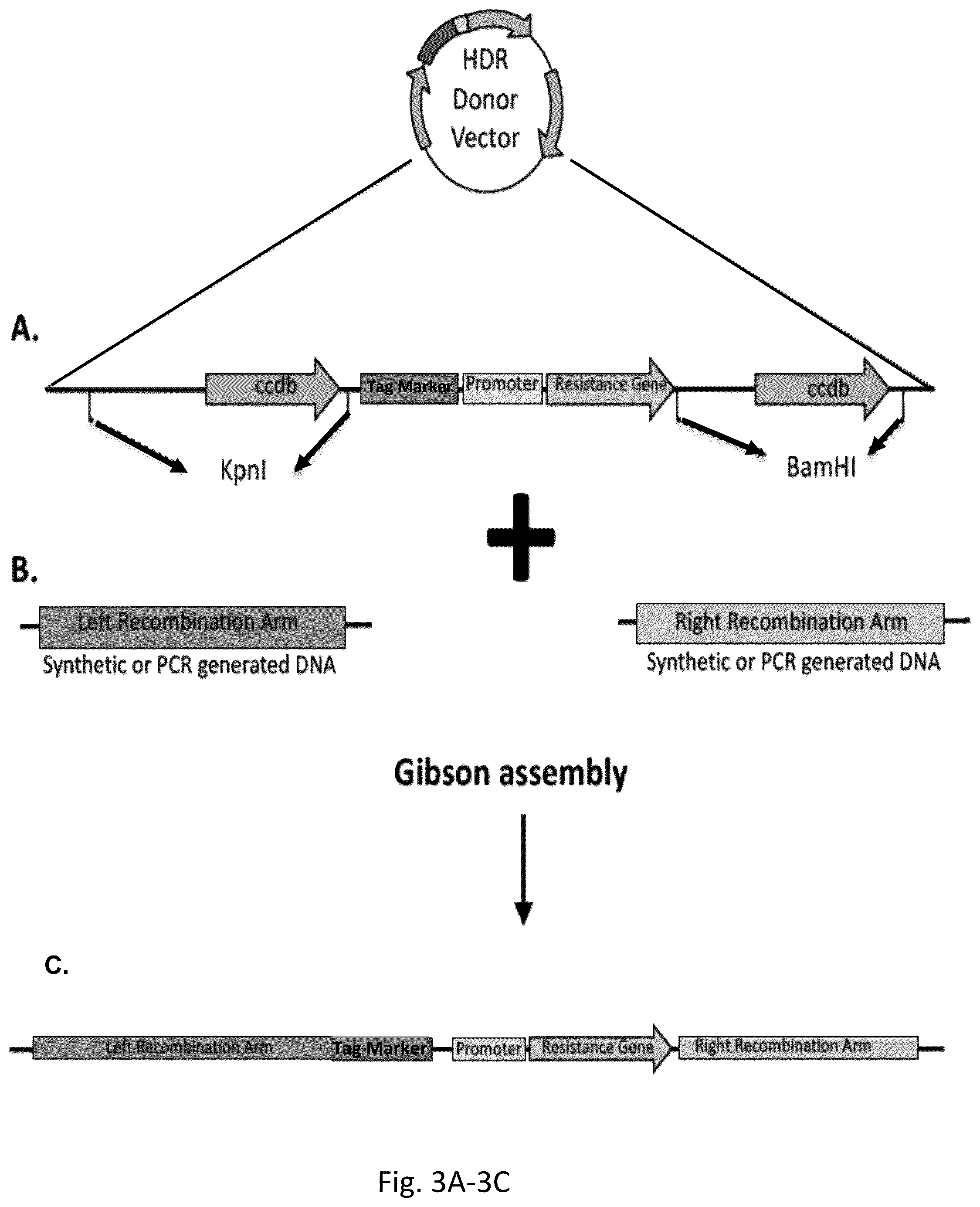Patent US12359222 Figure 3 – DNA plasmids for the fast generation of homologous recombination vectors for cell line development