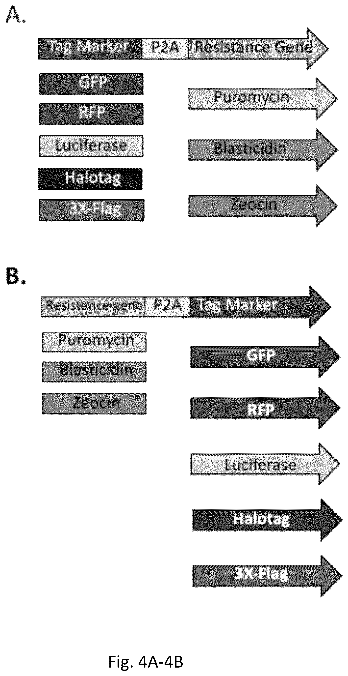 Patent US12359222 Figure 4 – DNA plasmids for the fast generation of homologous recombination vectors for cell line development