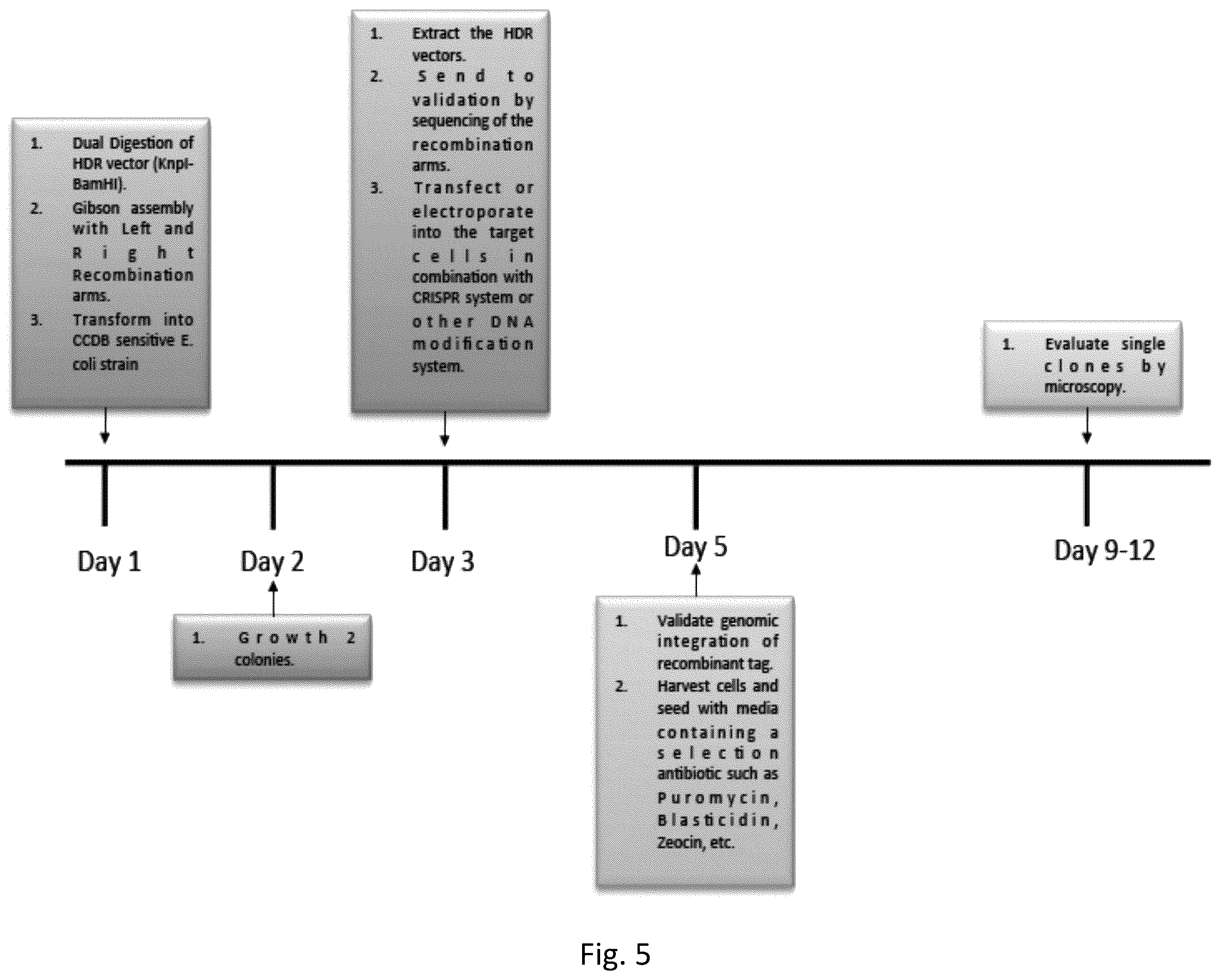 Patent US12359222 Figure 5 – DNA plasmids for the fast generation of homologous recombination vectors for cell line development