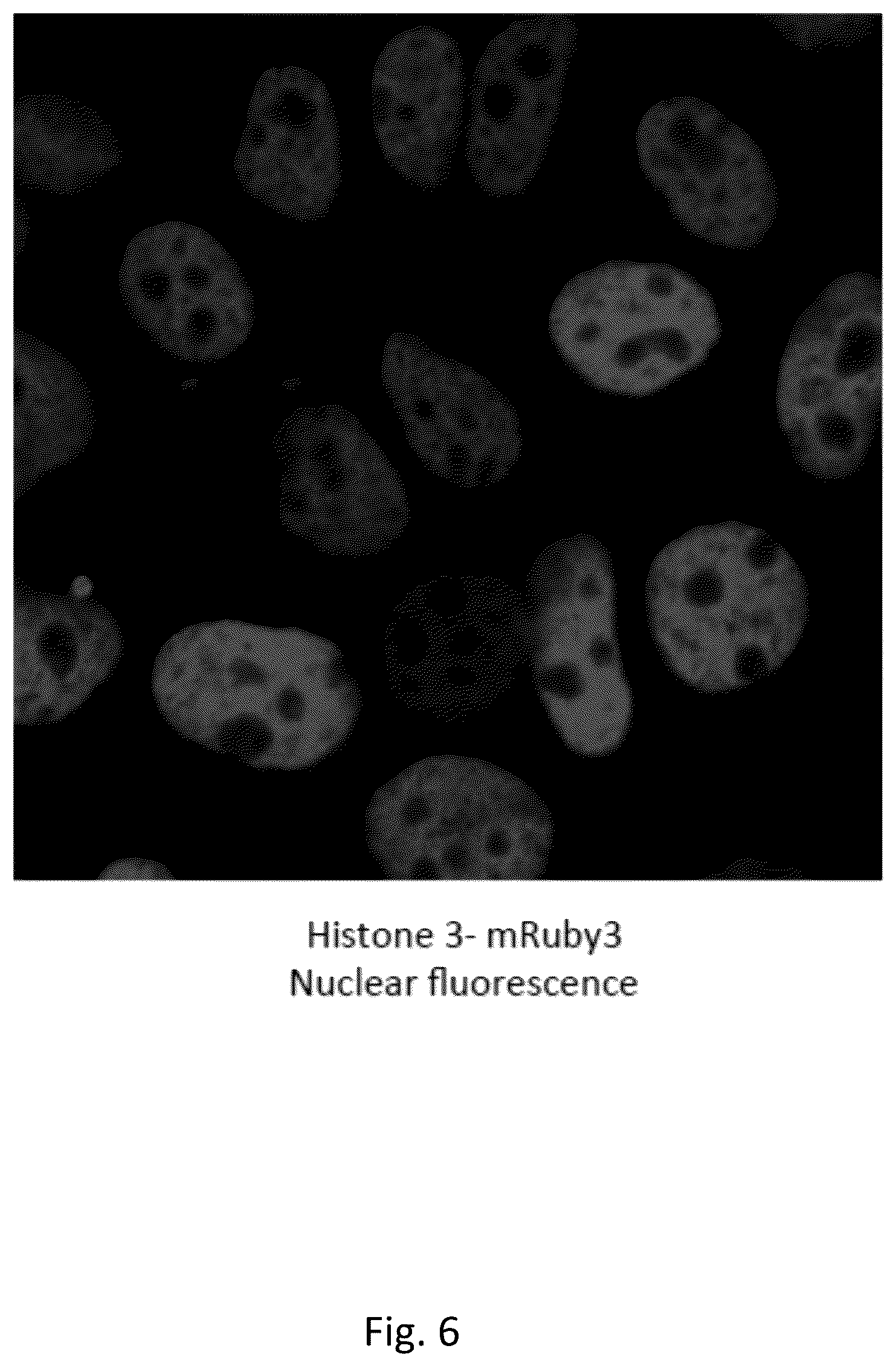 Patent US12359222 Figure 6 – DNA plasmids for the fast generation of homologous recombination vectors for cell line development