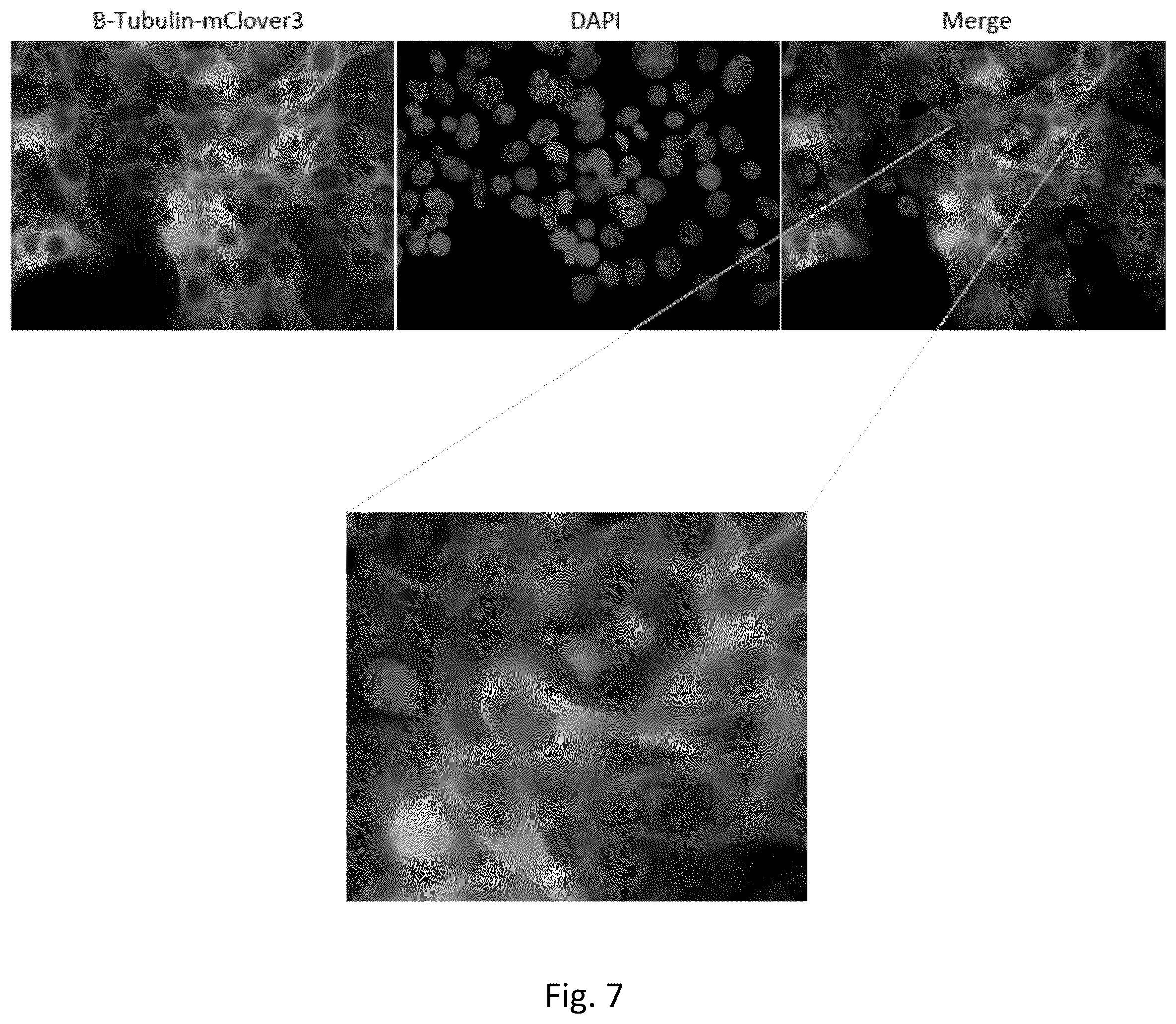 Patent US12359222 Figure 7 – DNA plasmids for the fast generation of homologous recombination vectors for cell line development