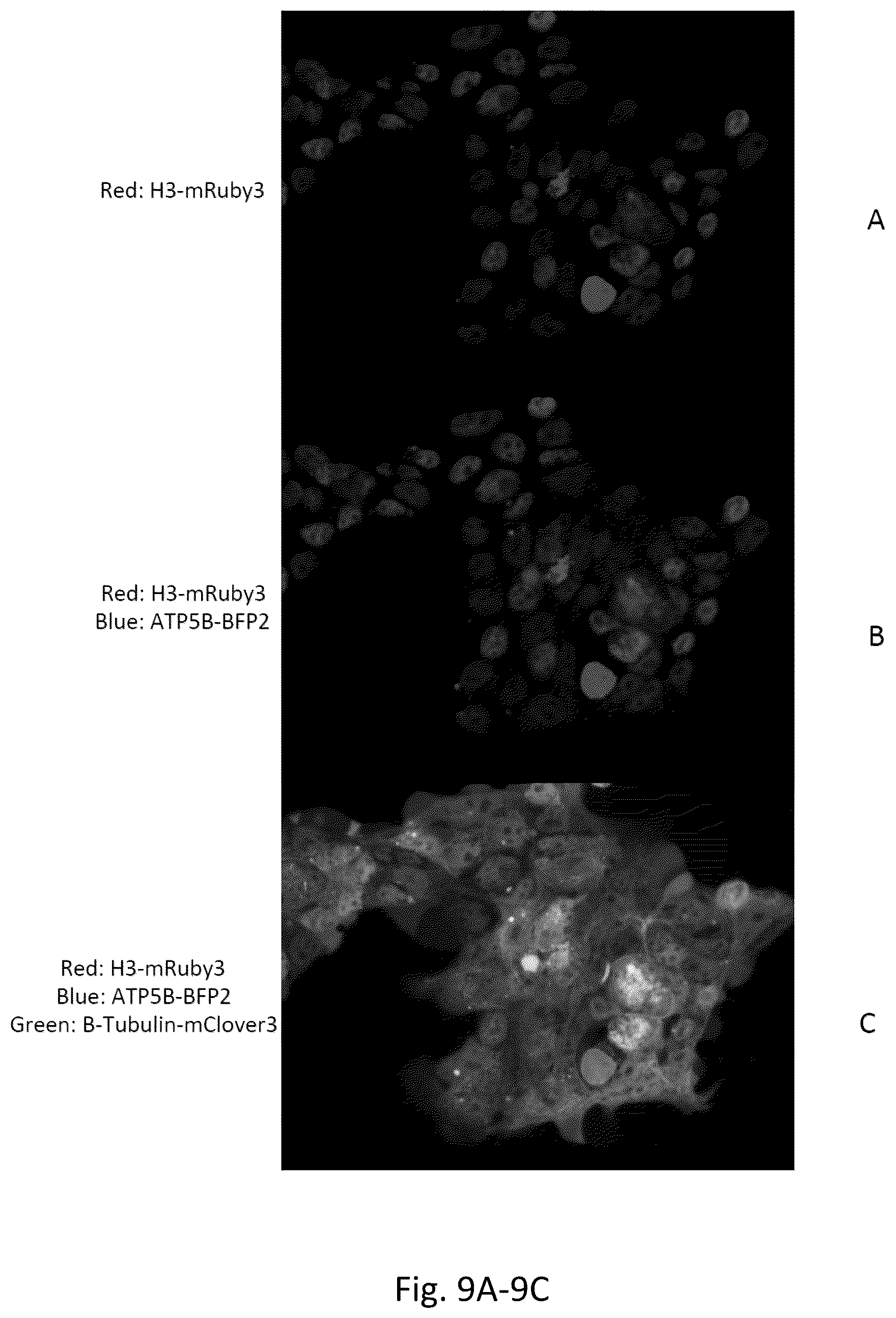 Patent US12359222 Figure 9 – DNA plasmids for the fast generation of homologous recombination vectors for cell line development
