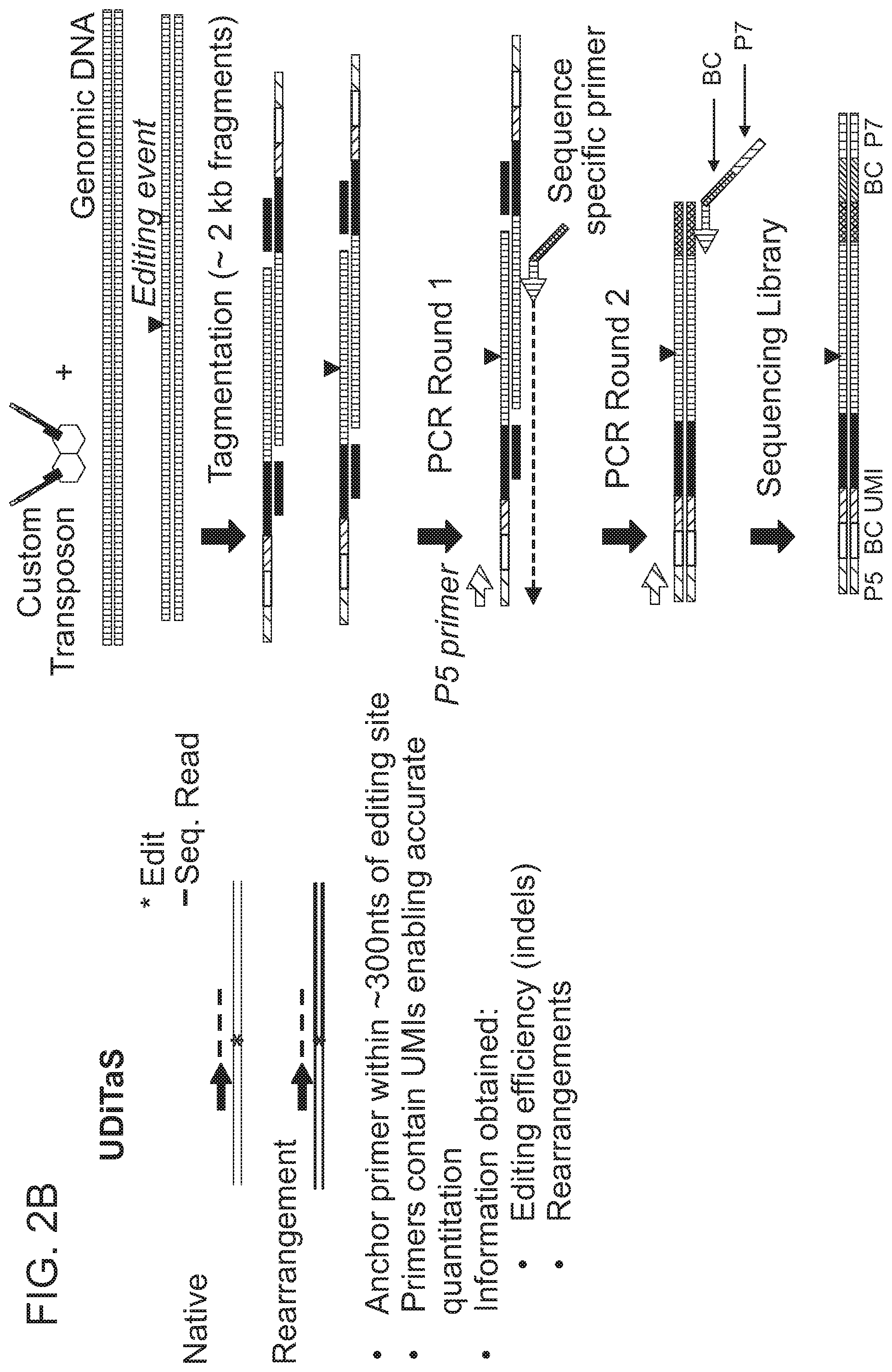 Patent US12359223 Figure 3 – Systems and methods for modulating chromosomal rearrangements