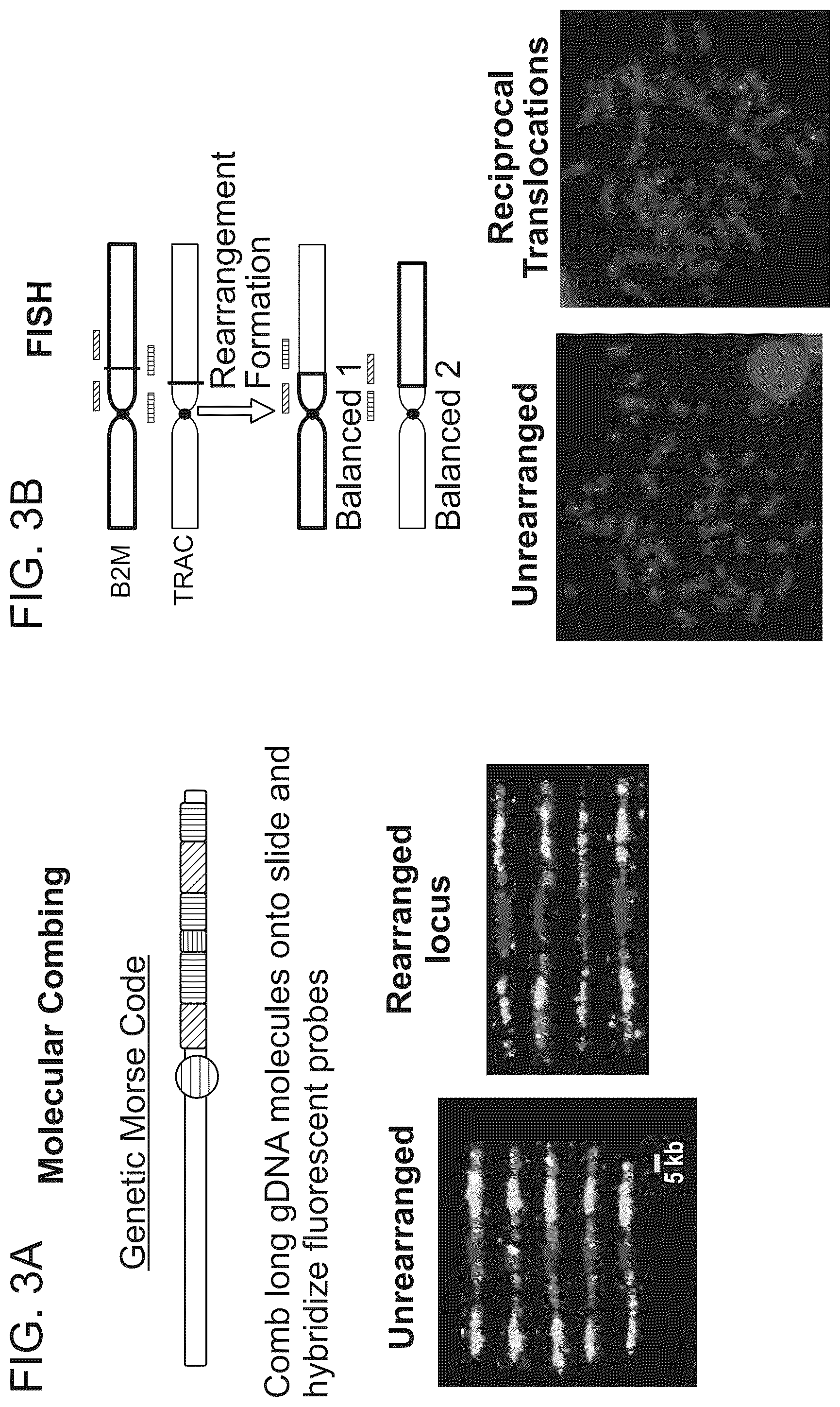 Patent US12359223 Figure 4 – Systems and methods for modulating chromosomal rearrangements