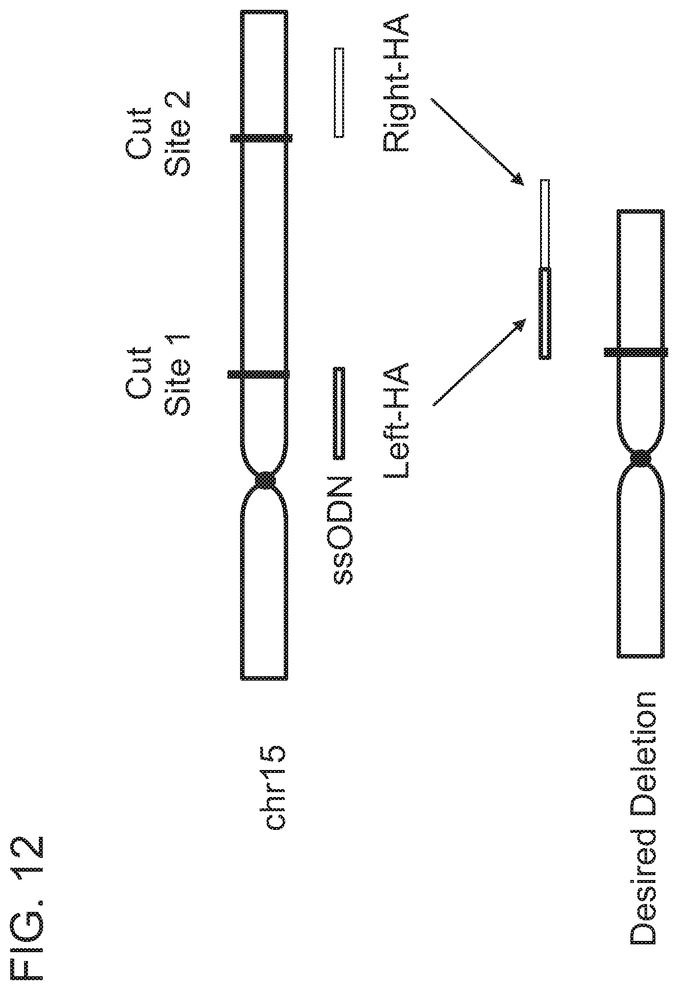Patent US12359223 Figure 20 – Systems and methods for modulating chromosomal rearrangements