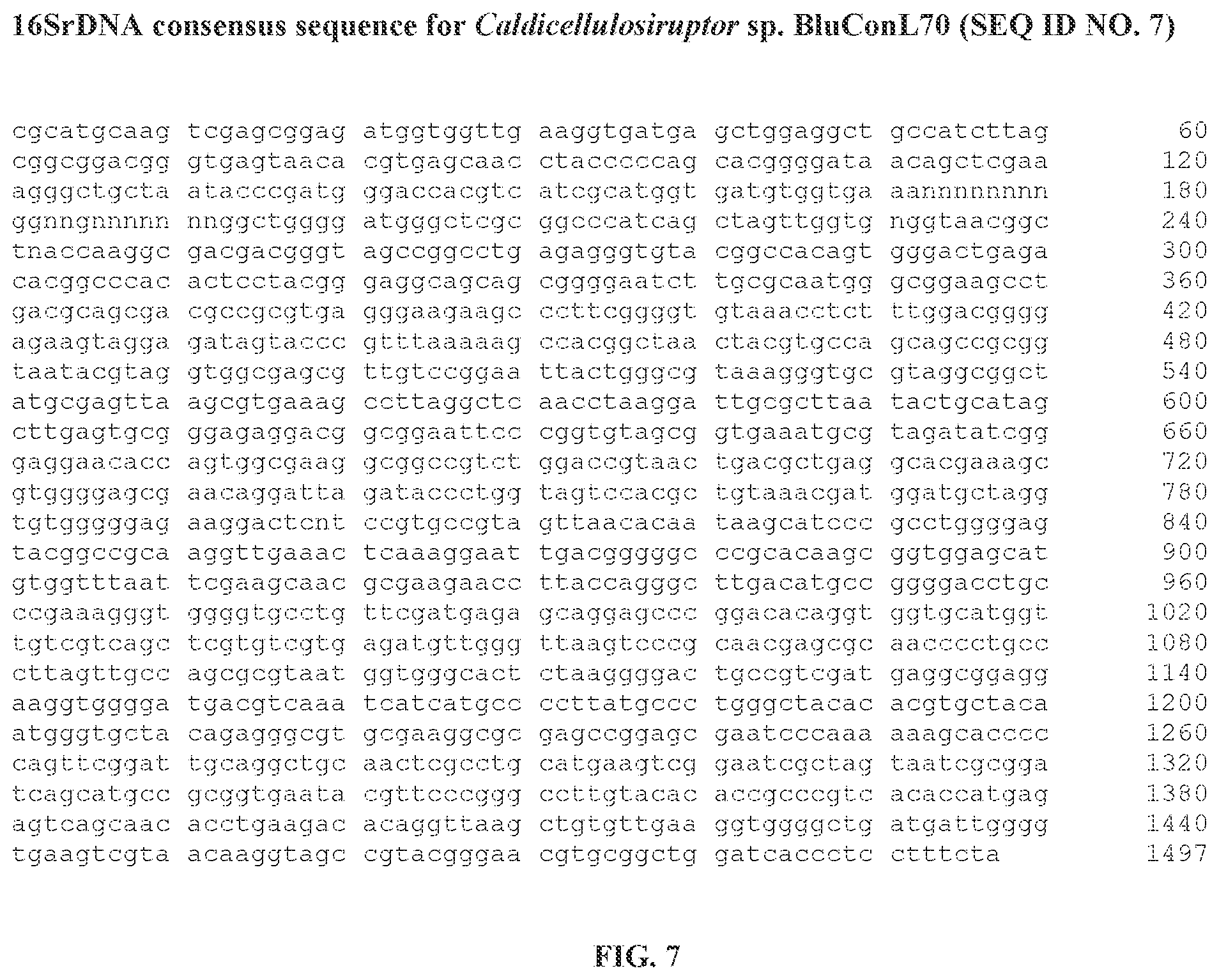 Patent US12359229 Figure 7 – Extreme thermophilic bacteria of the genus Caldicellulosiruptor suitable for the conversion of cellulosic and starchy biomass