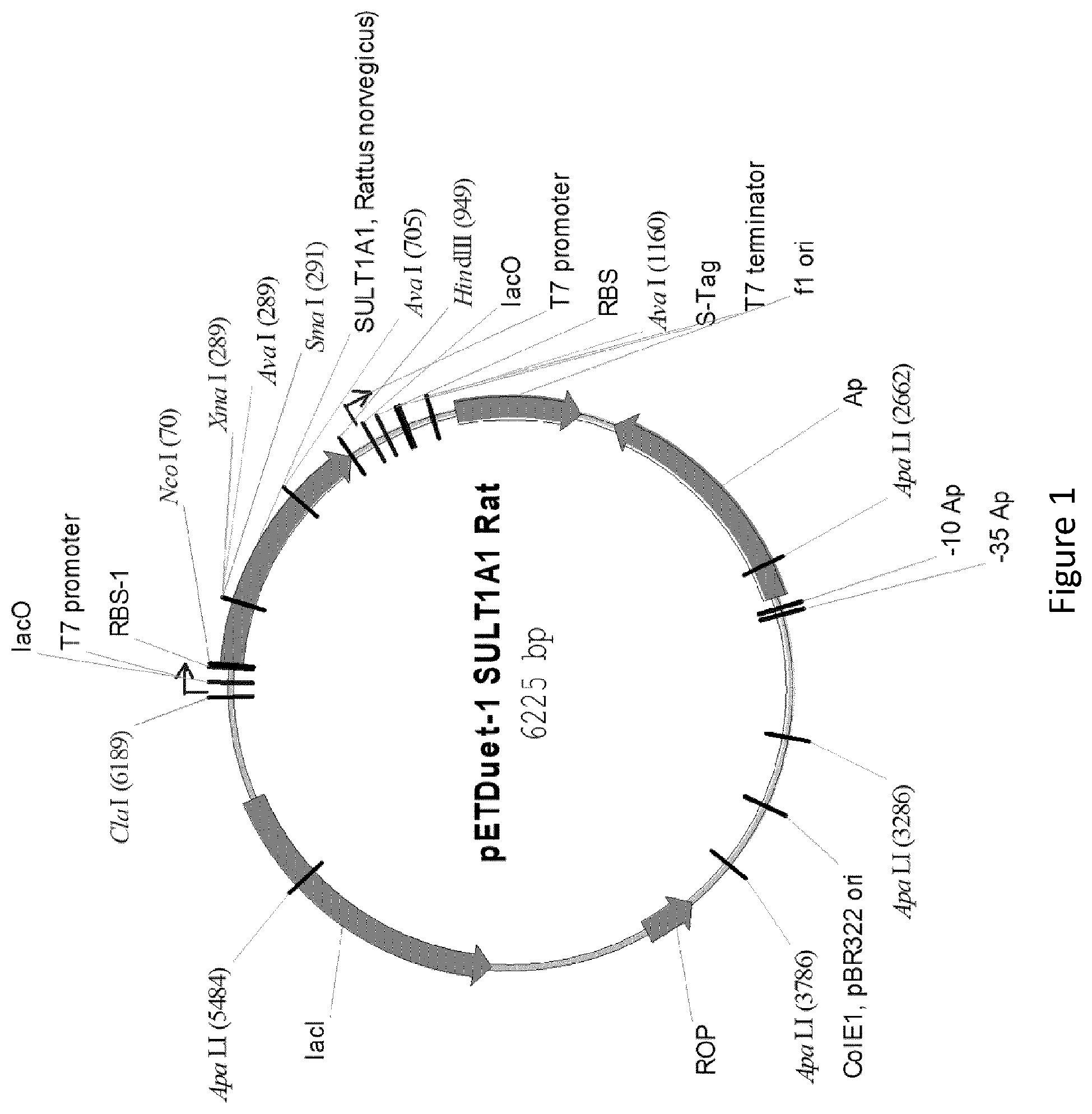 Patent US12359232 Figure 1 – Biological processes for the production of aryl sulfates