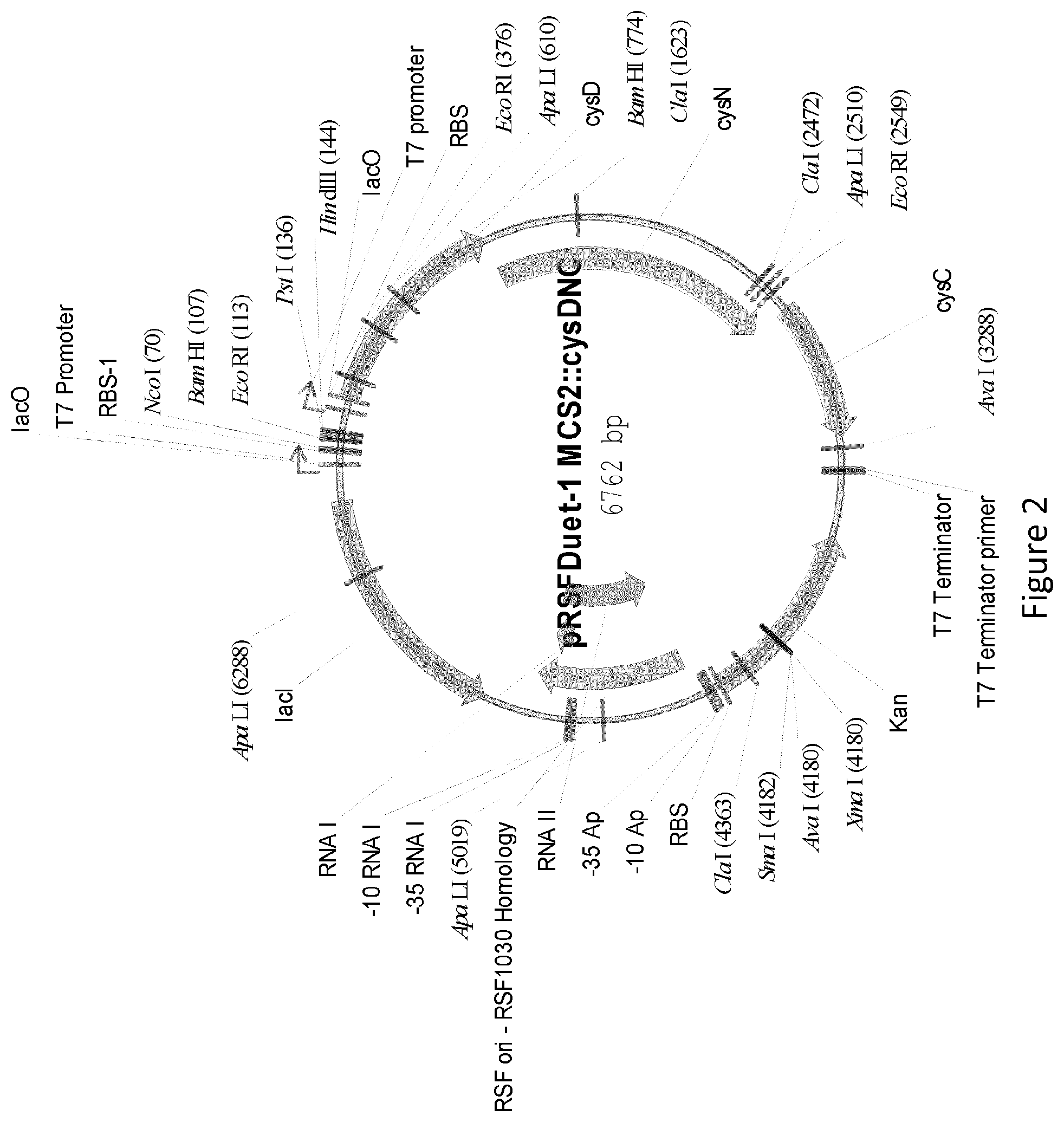 Patent US12359232 Figure 2 – Biological processes for the production of aryl sulfates