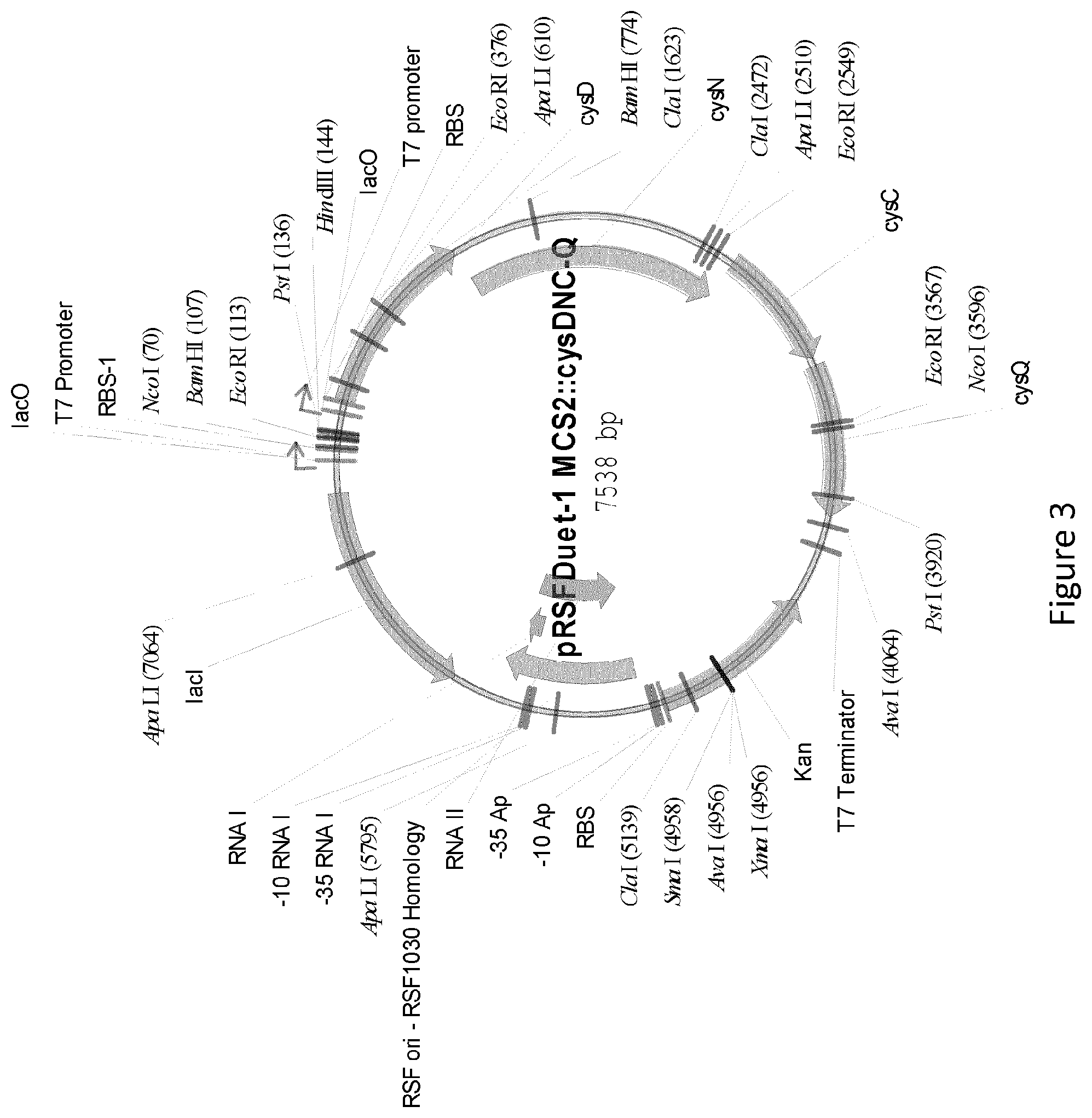 Patent US12359232 Figure 3 – Biological processes for the production of aryl sulfates