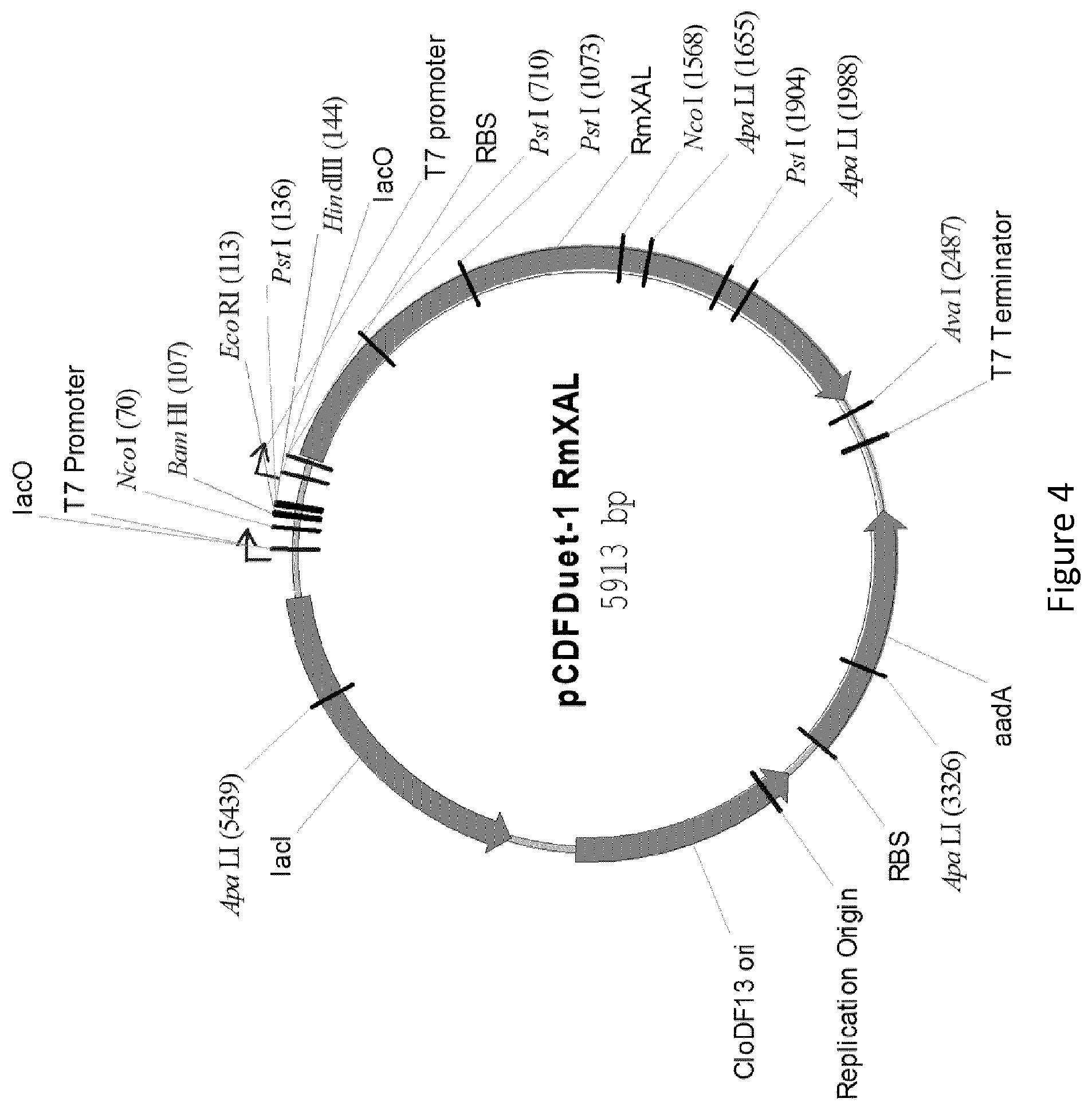 Patent US12359232 Figure 4 – Biological processes for the production of aryl sulfates