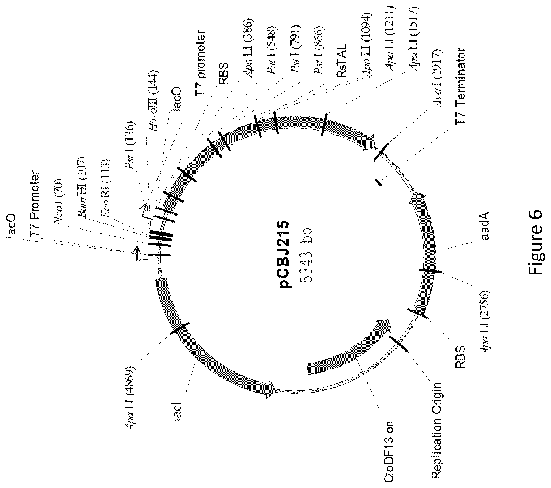 Patent US12359232 Figure 6 – Biological processes for the production of aryl sulfates