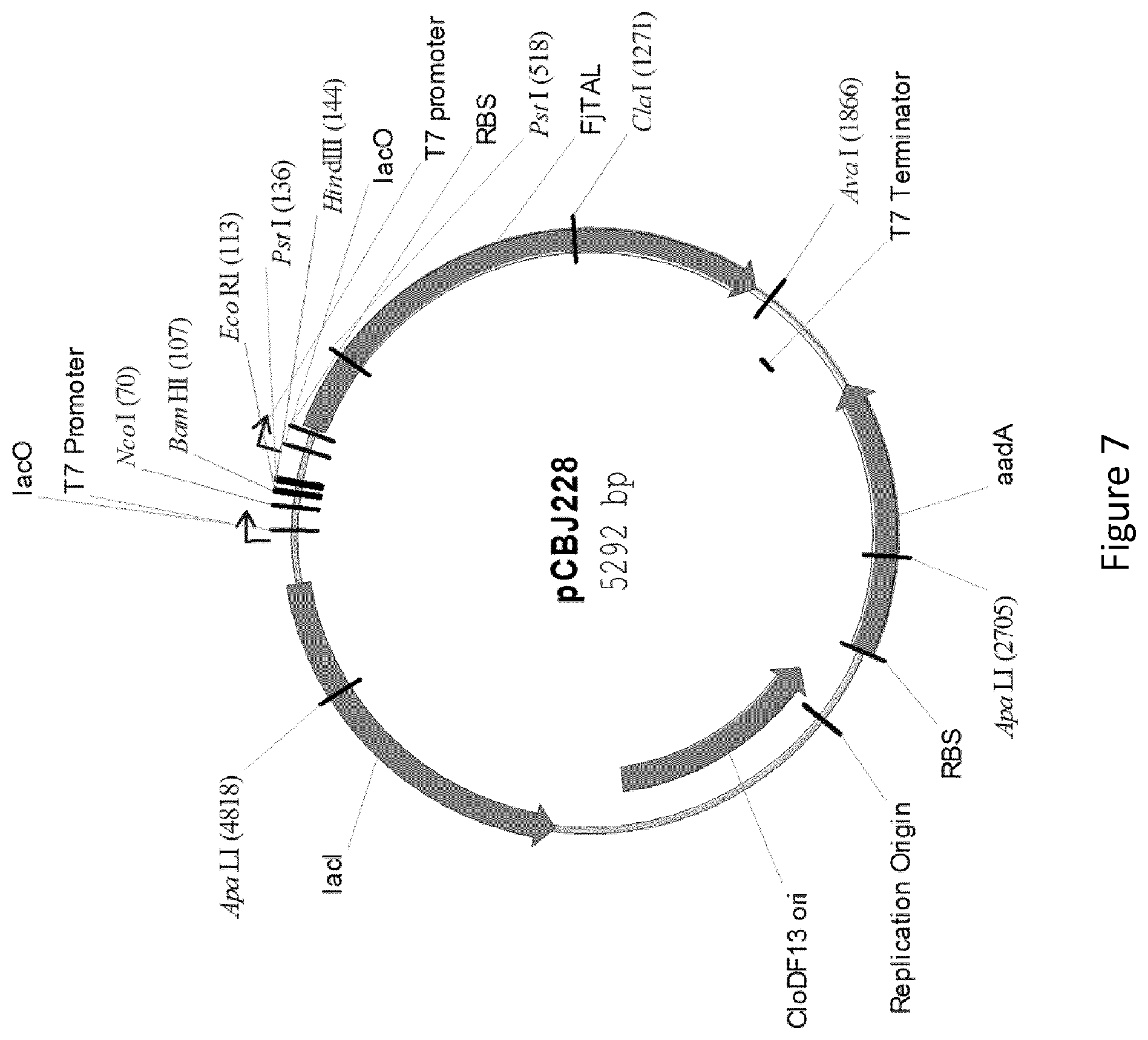 Patent US12359232 Figure 7 – Biological processes for the production of aryl sulfates