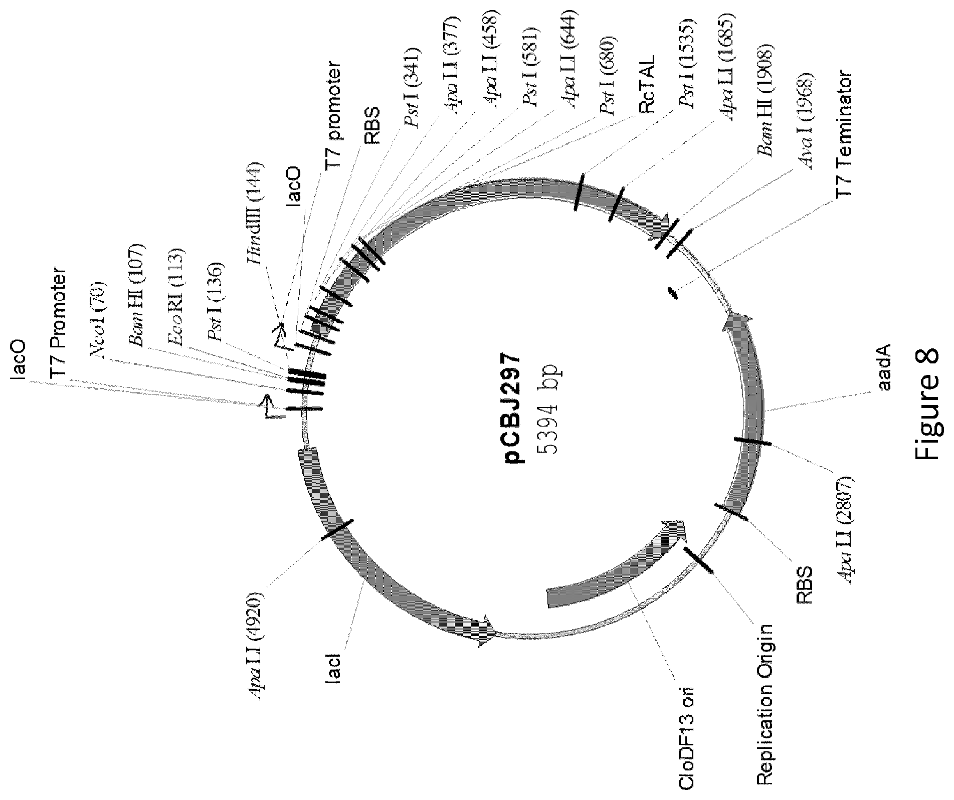 Patent US12359232 Figure 8 – Biological processes for the production of aryl sulfates