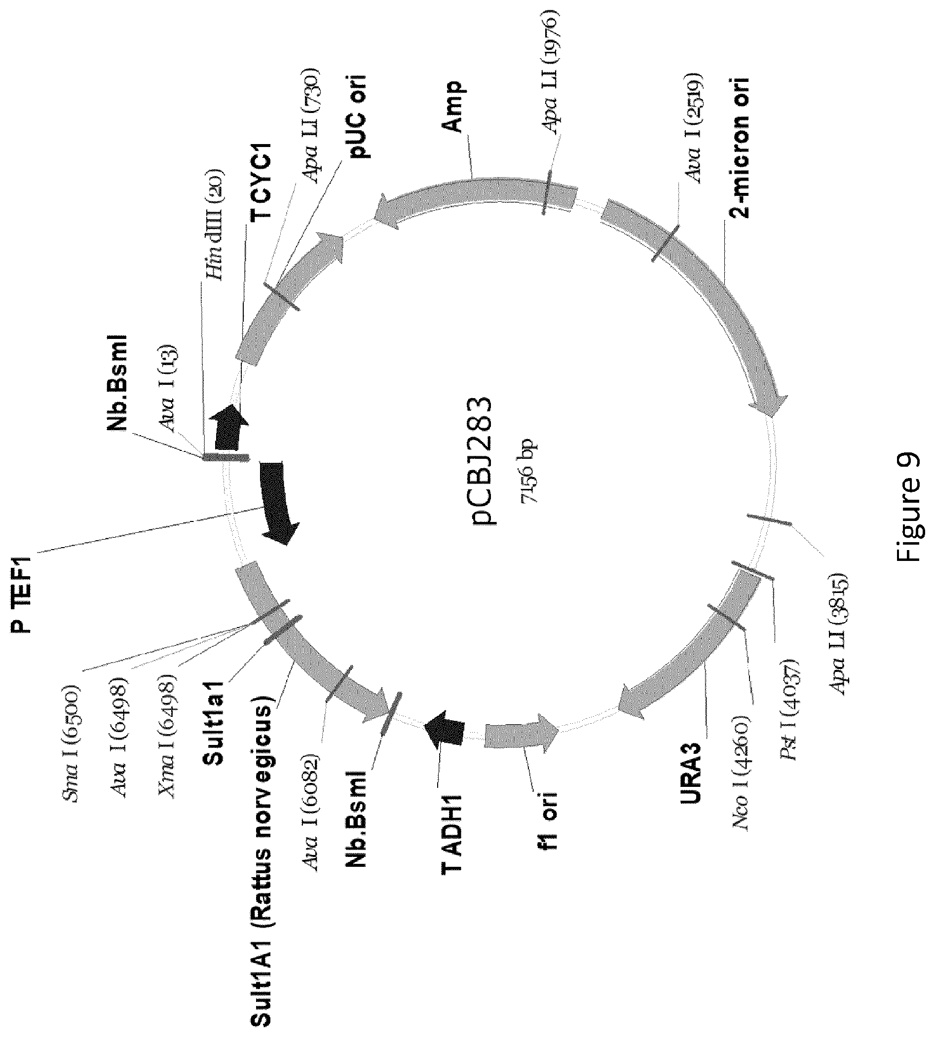 Patent US12359232 Figure 9 – Biological processes for the production of aryl sulfates