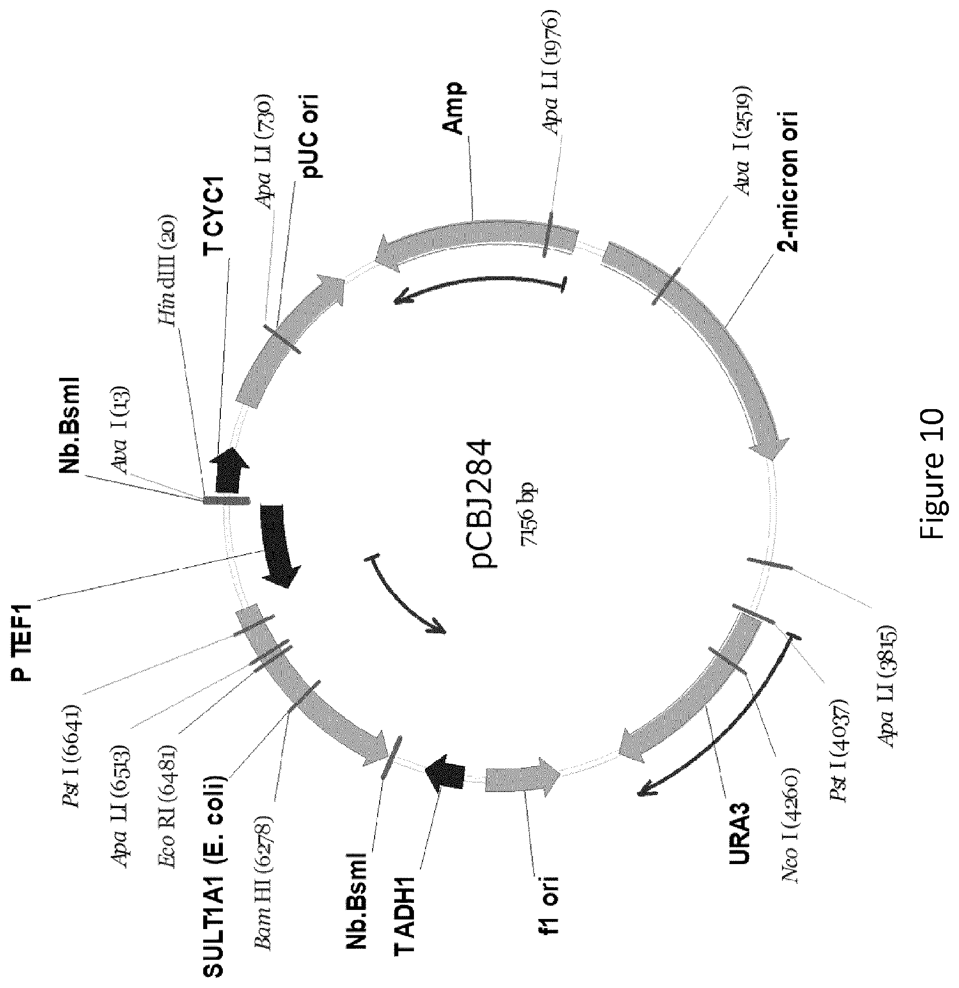 Patent US12359232 Figure 10 – Biological processes for the production of aryl sulfates