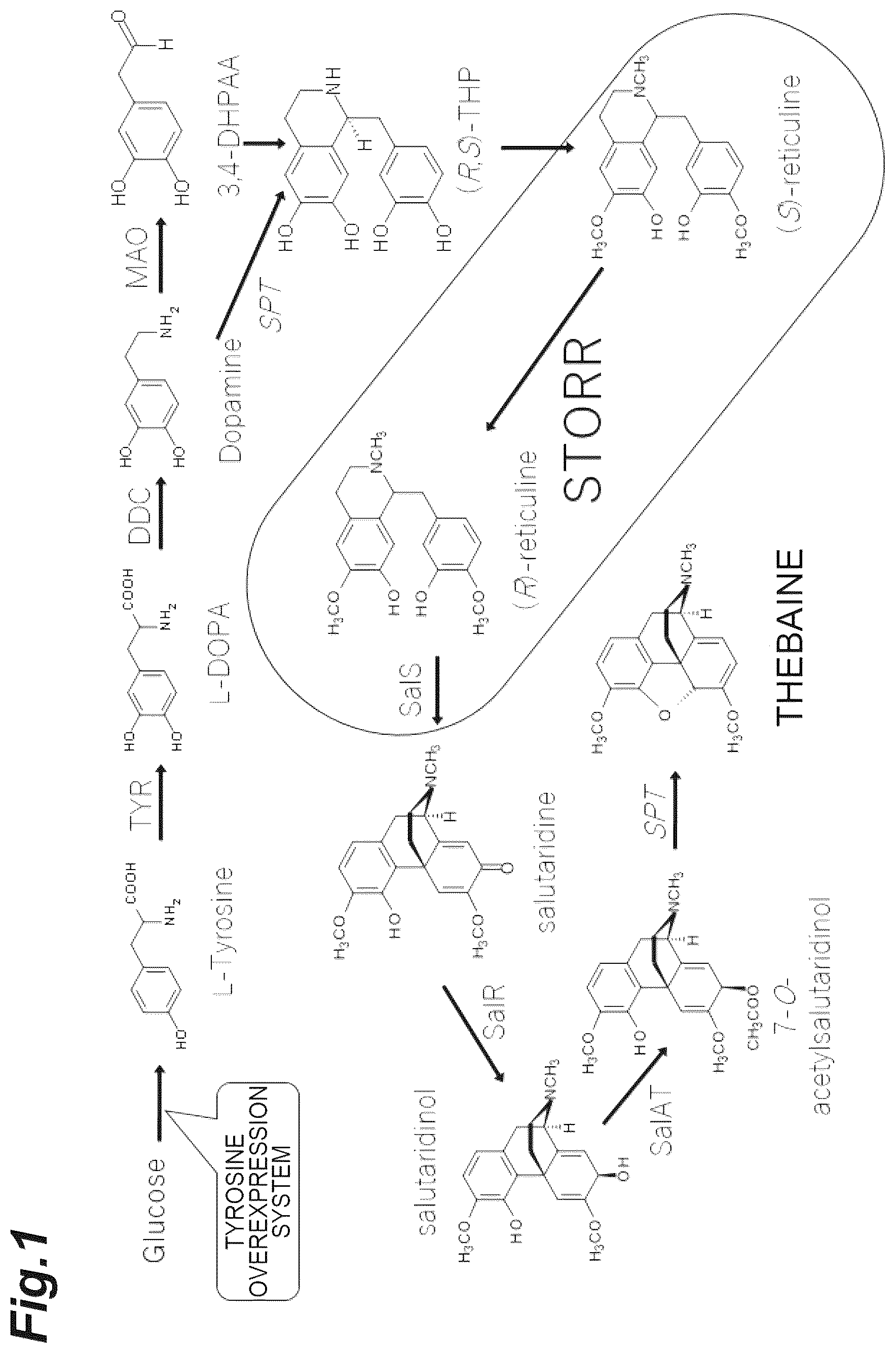Patent US12359233 Figure 1 – Production method of (R)-reticuline