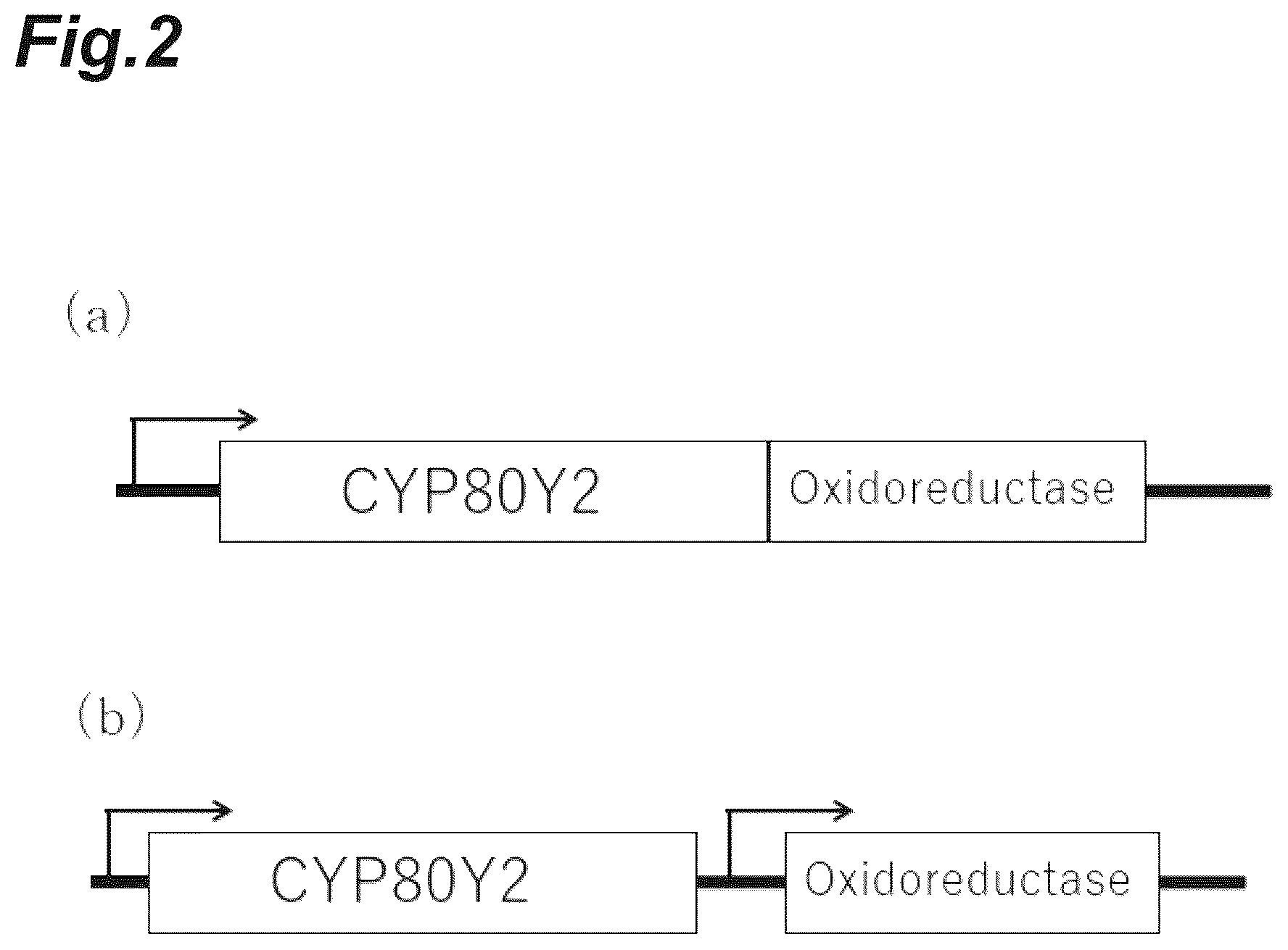 Patent US12359233 Figure 2 – Production method of (R)-reticuline