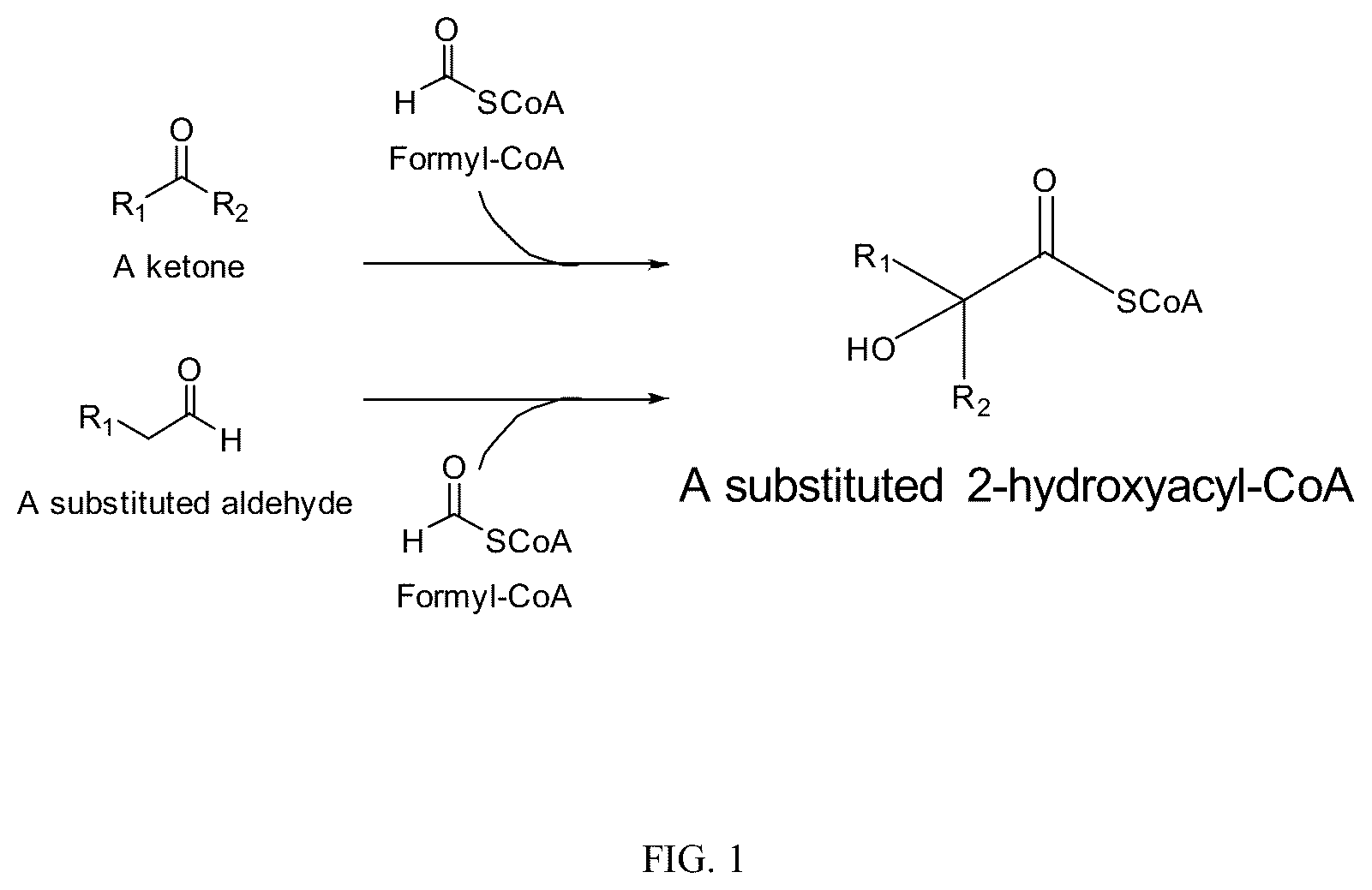 Patent US12359236 Figure 1 – Production of 2-hydroxyacyl-CoAs and derivatives thereof