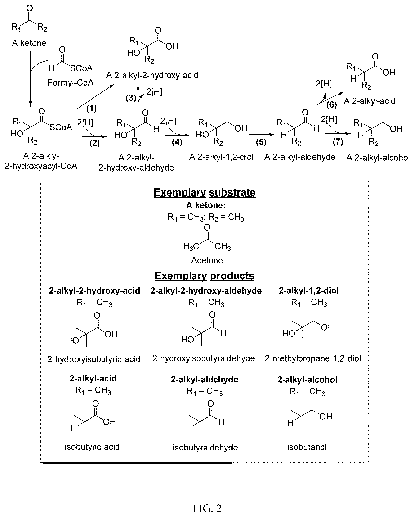 Patent US12359236 Figure 2 – Production of 2-hydroxyacyl-CoAs and derivatives thereof