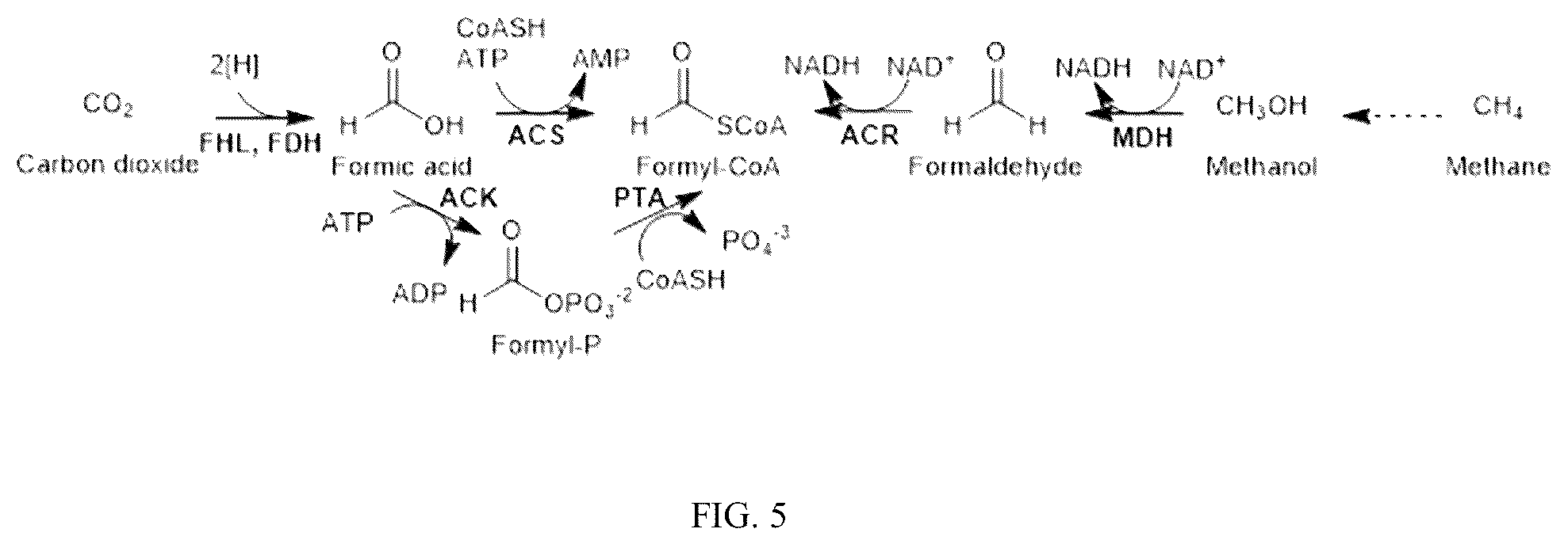 Patent US12359236 Figure 5 – Production of 2-hydroxyacyl-CoAs and derivatives thereof