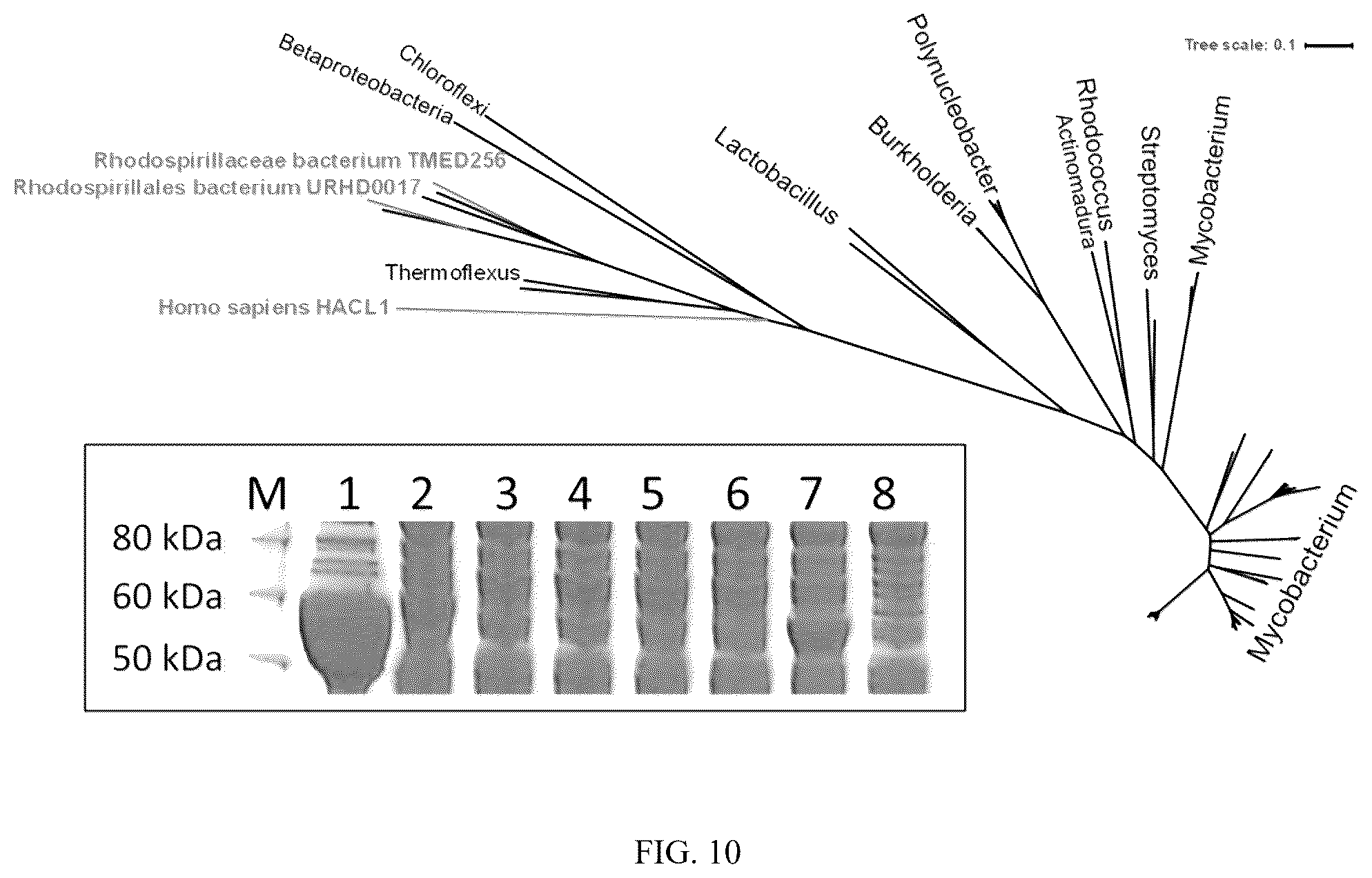 Patent US12359236 Figure 10 – Production of 2-hydroxyacyl-CoAs and derivatives thereof