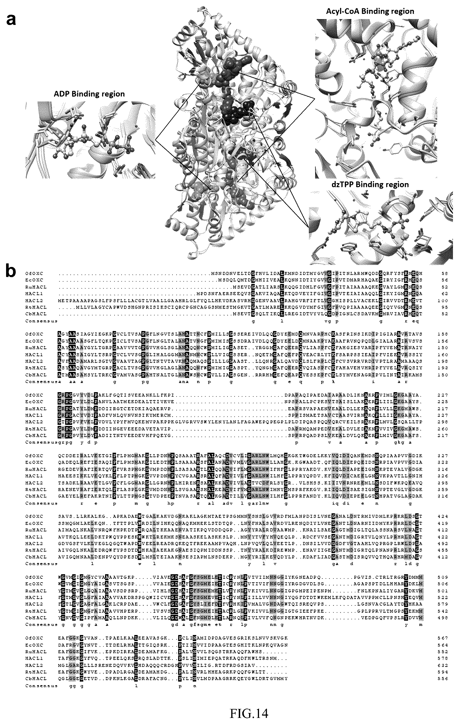 Patent US12359236 Figure 14 – Production of 2-hydroxyacyl-CoAs and derivatives thereof