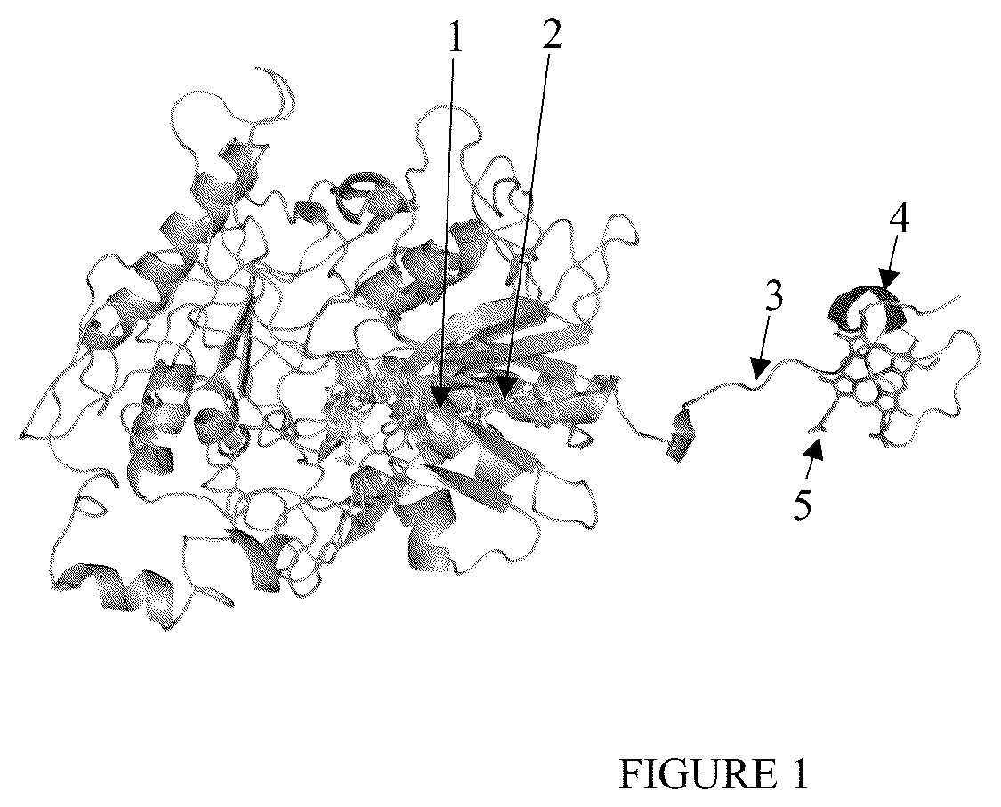 Patent US12359238 Figure 1 – Recombinant flavin-adenine dinucleotide glucose dehydrogenase and uses thereof