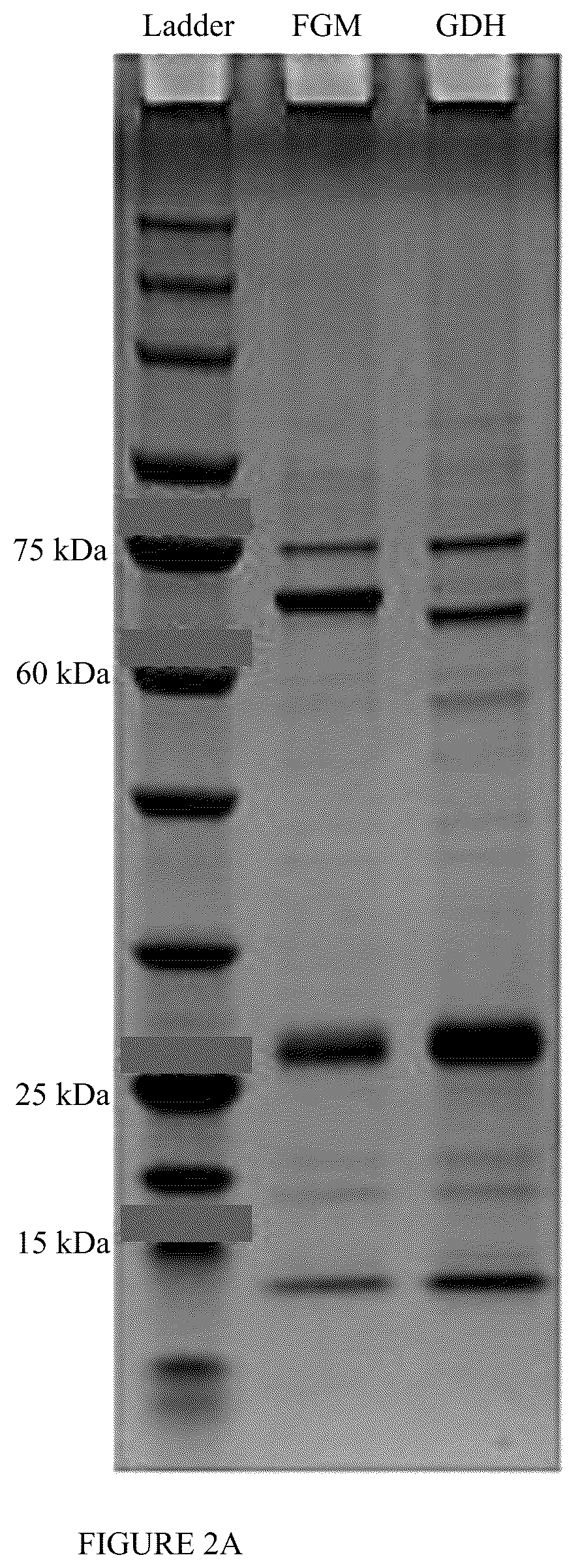 Patent US12359238 Figure 2 – Recombinant flavin-adenine dinucleotide glucose dehydrogenase and uses thereof