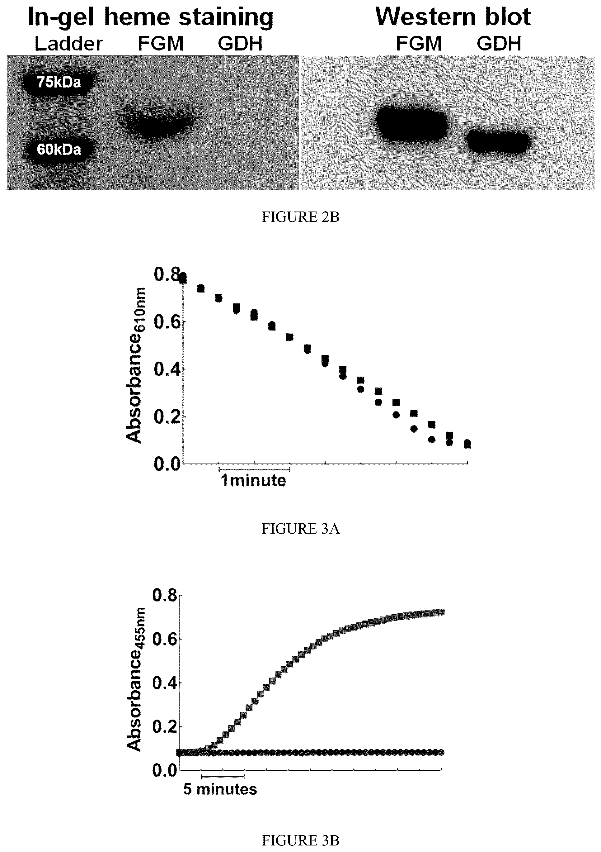Patent US12359238 Figure 3 – Recombinant flavin-adenine dinucleotide glucose dehydrogenase and uses thereof