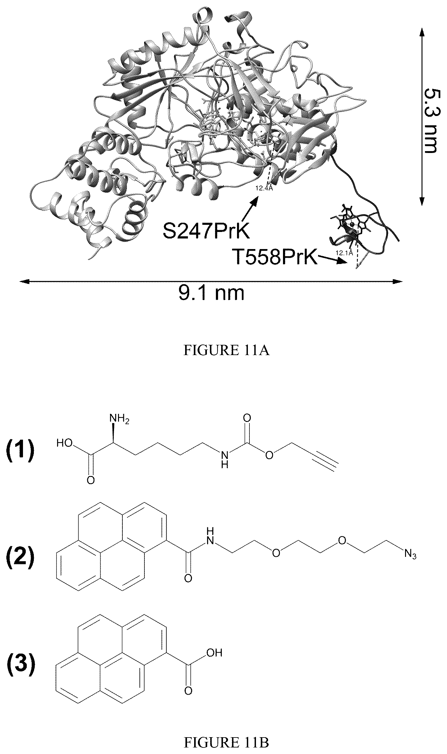 Patent US12359238 Figure 12 – Recombinant flavin-adenine dinucleotide glucose dehydrogenase and uses thereof