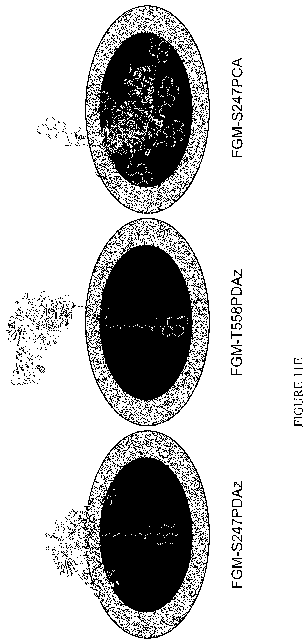 Patent US12359238 Figure 14 – Recombinant flavin-adenine dinucleotide glucose dehydrogenase and uses thereof