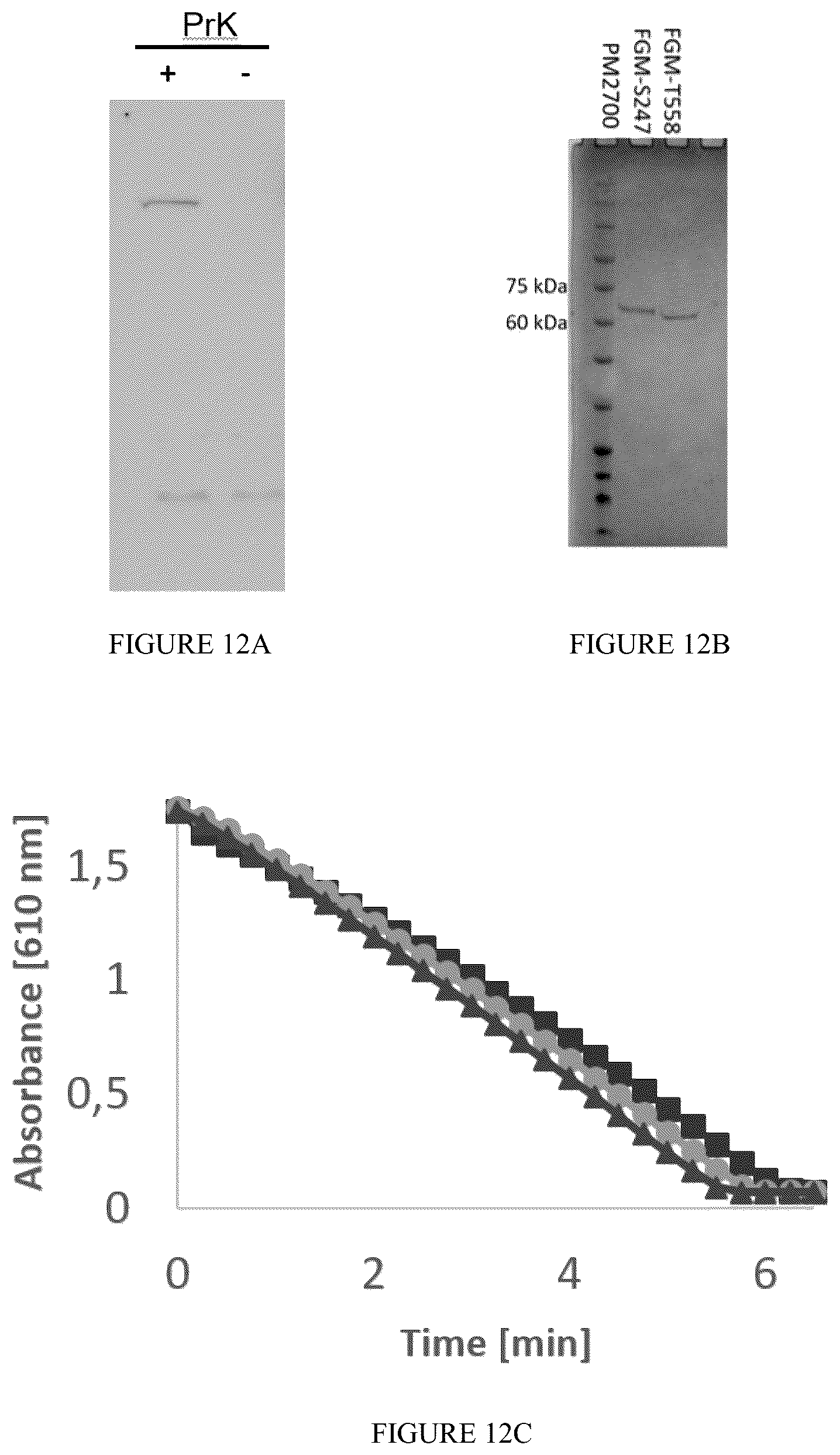 Patent US12359238 Figure 15 – Recombinant flavin-adenine dinucleotide glucose dehydrogenase and uses thereof