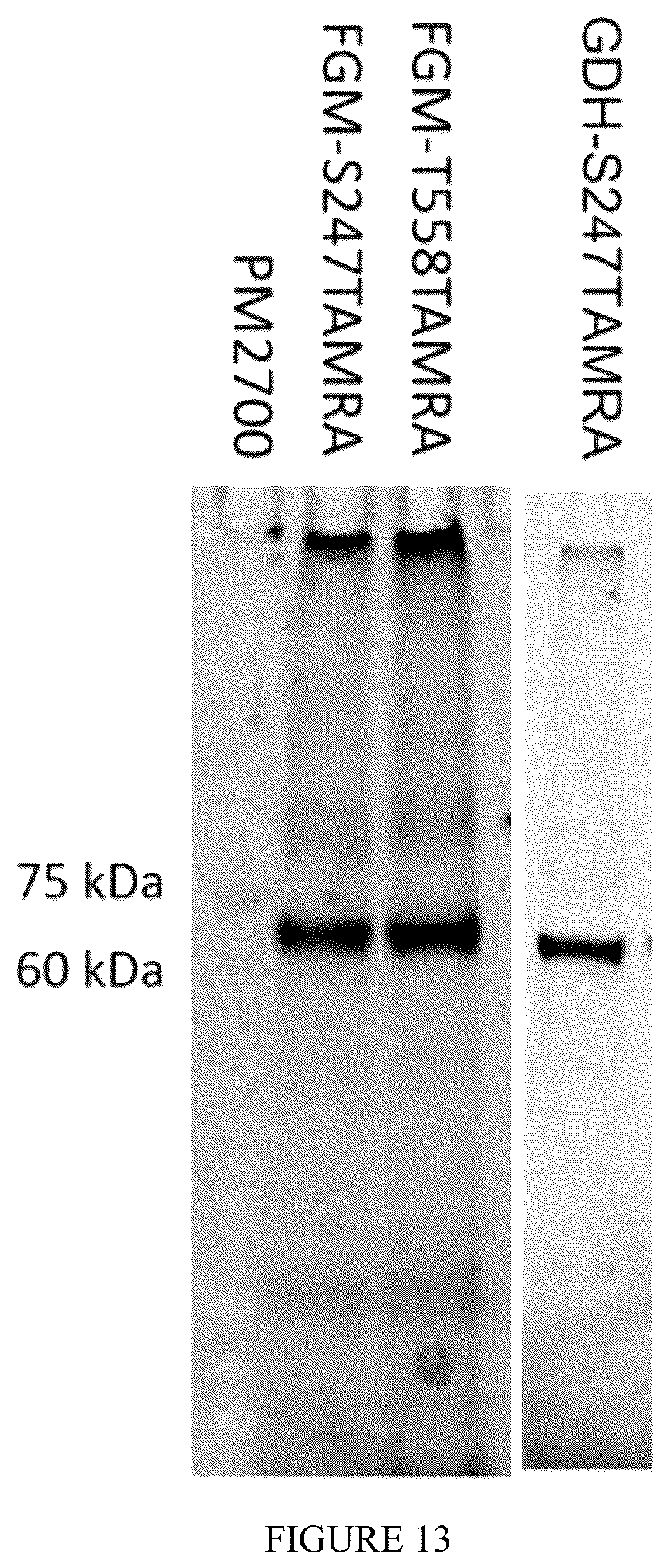 Patent US12359238 Figure 16 – Recombinant flavin-adenine dinucleotide glucose dehydrogenase and uses thereof