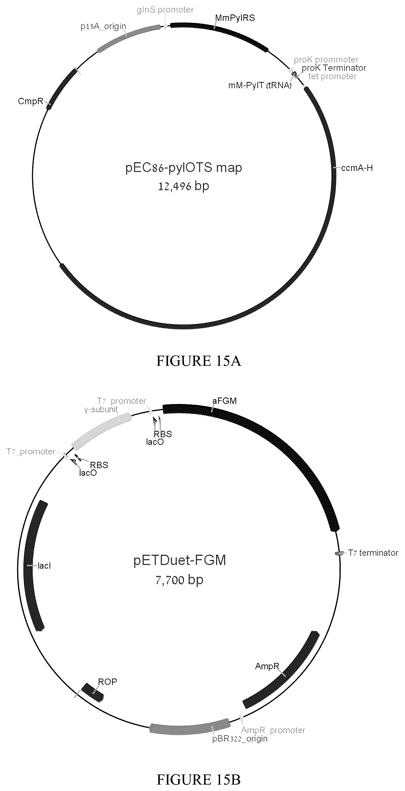 Patent US12359238 Figure 18 – Recombinant flavin-adenine dinucleotide glucose dehydrogenase and uses thereof