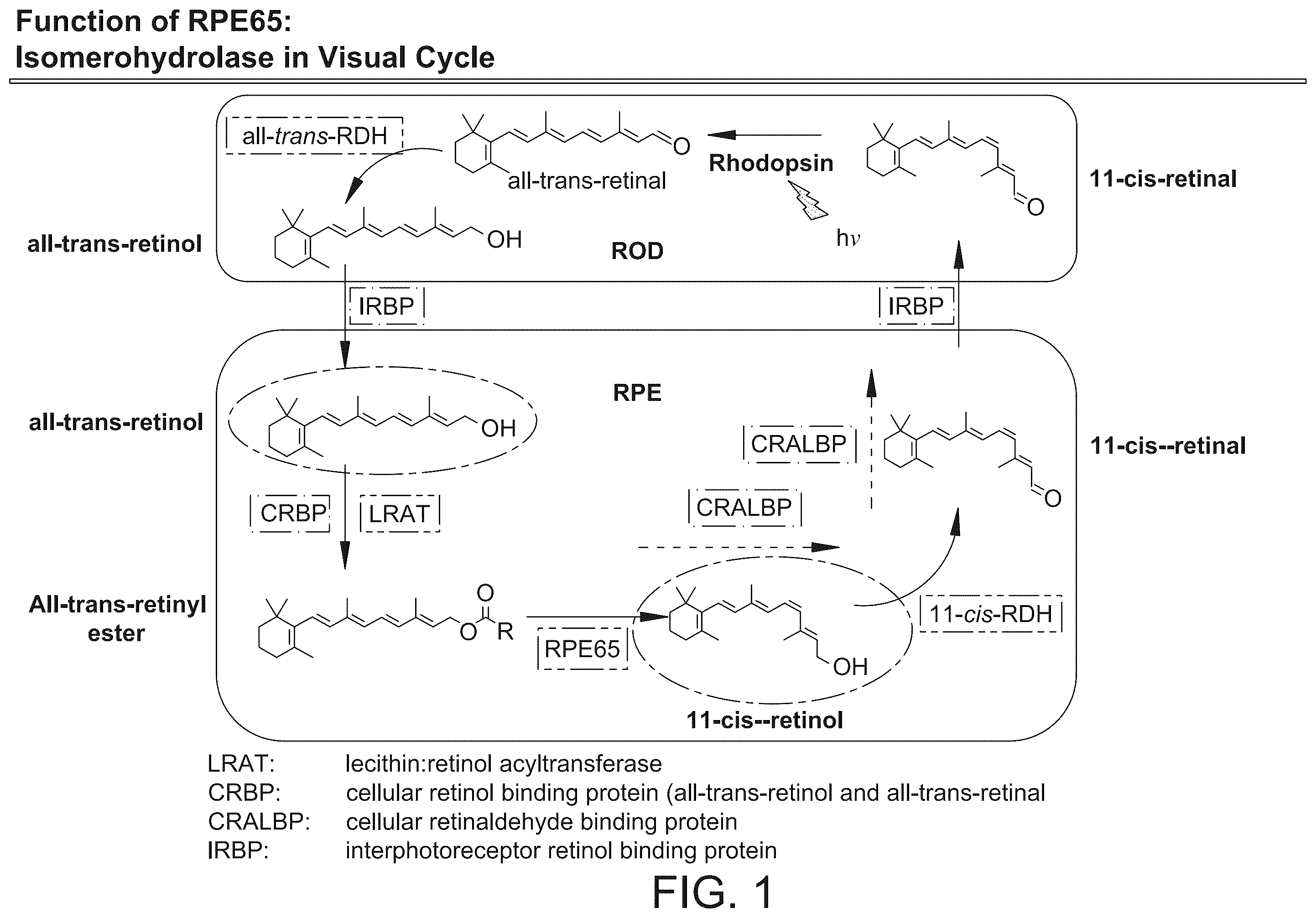 Patent US12359239 Figure 1 – Relative potency assay for viral vector encoding isomerohydrolases