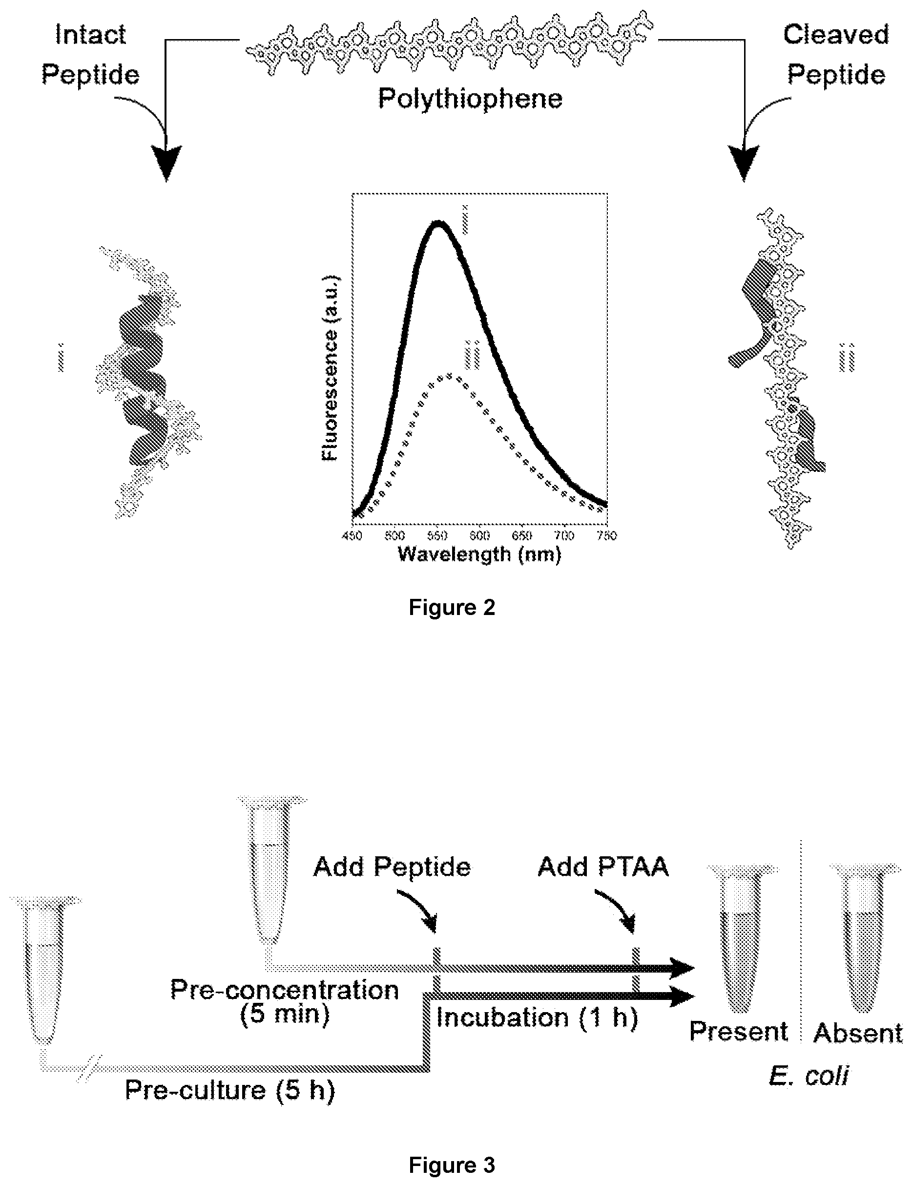 Patent US12359240 Figure 2 – Membrane protease-based methods for detection of bacteria
