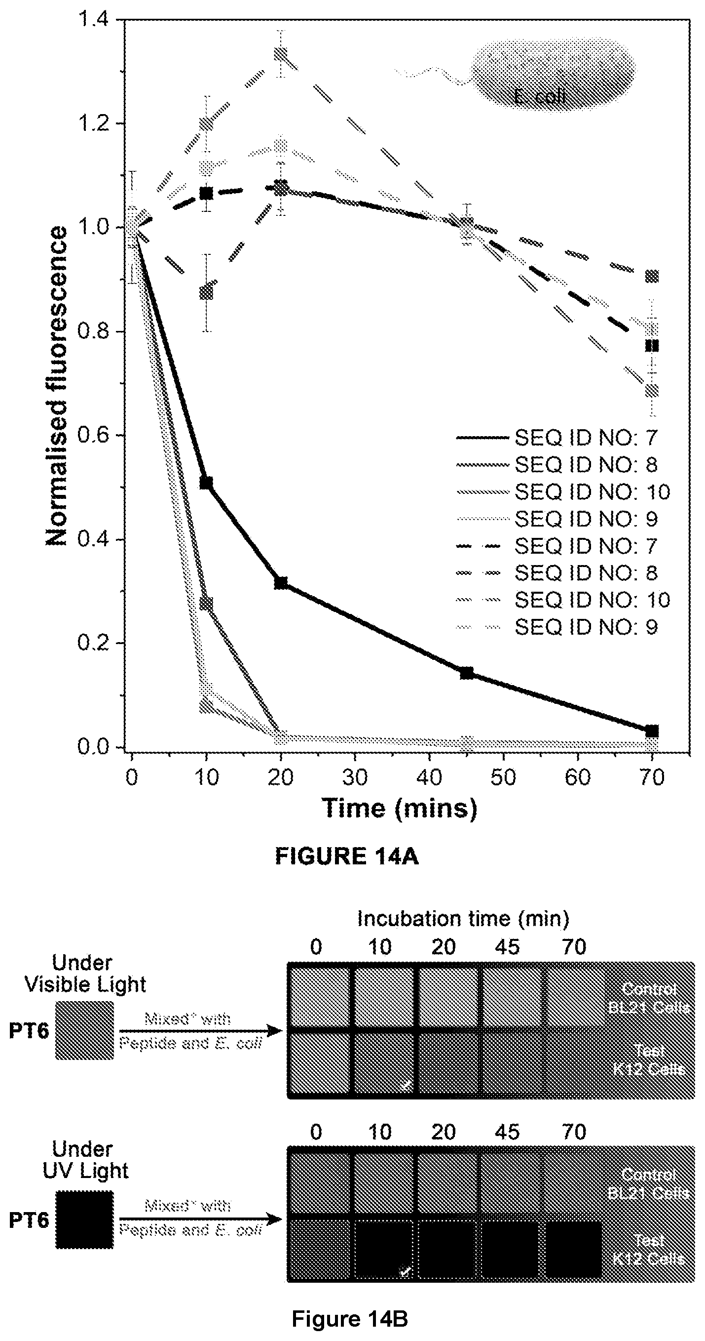 Patent US12359240 Figure 10 – Membrane protease-based methods for detection of bacteria