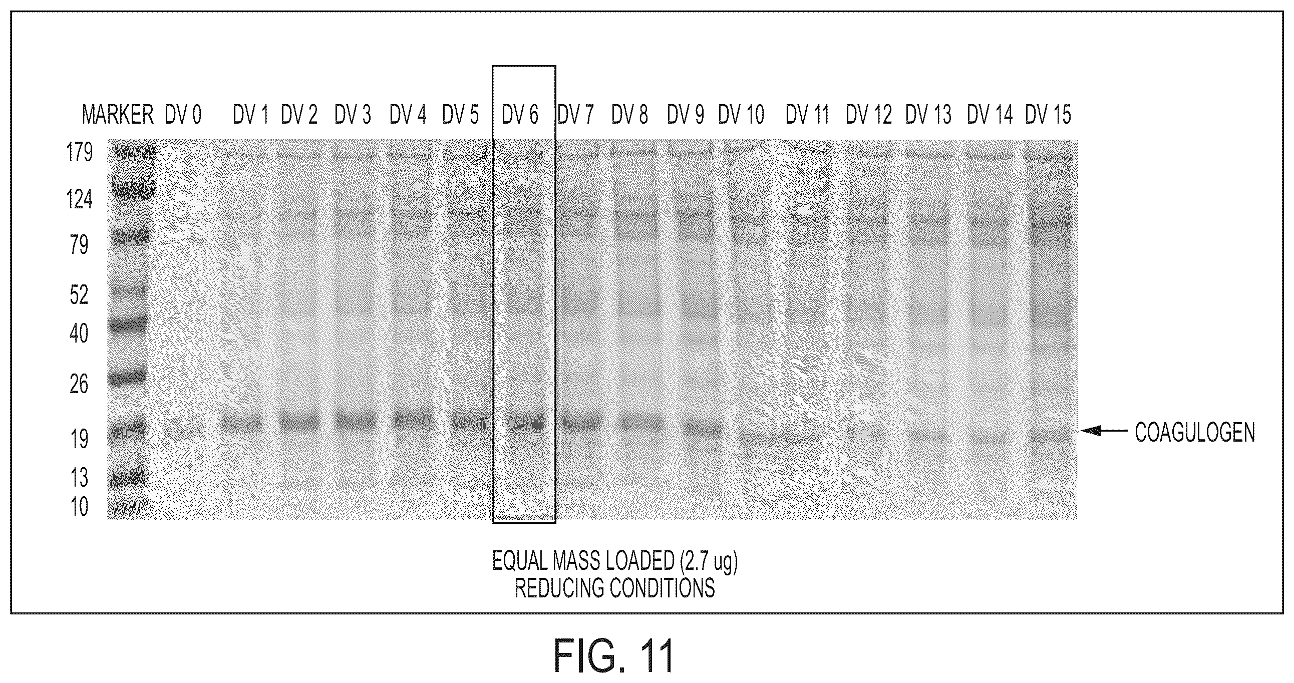 Patent US12359241 Figure 11 – Coagulogen-free clarified limulus amebocyte lysate