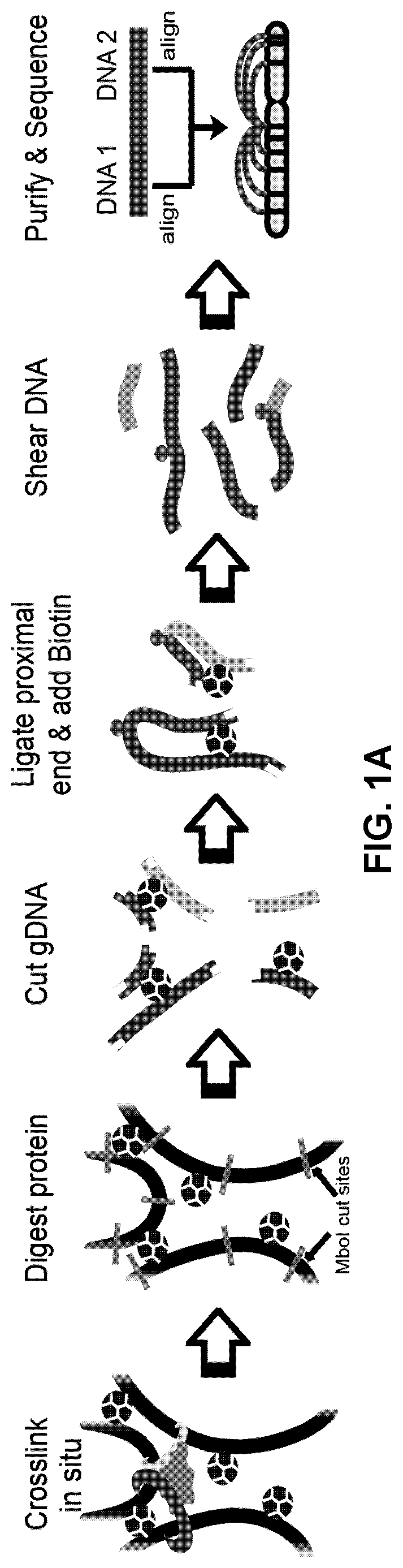 Patent US12359242 Figure 1 – Chemical platform assisted proximity capture (CAP-C)
